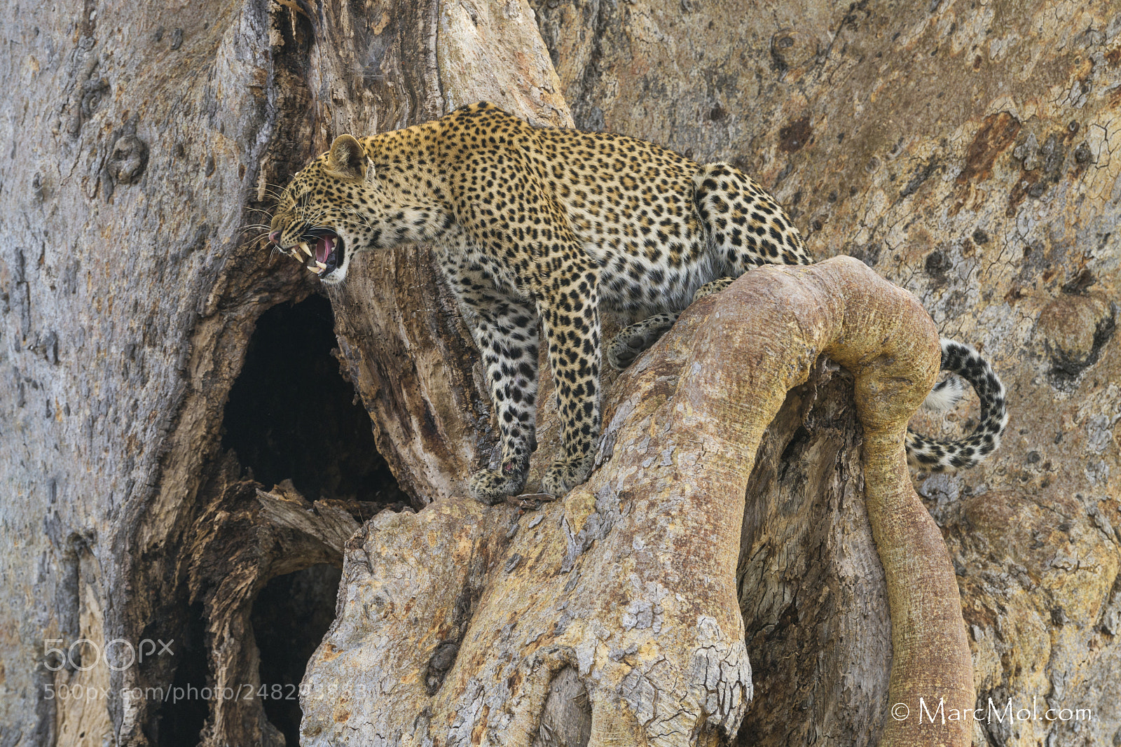 Nikon D850 sample photo. Sabre-tooth grimace photography