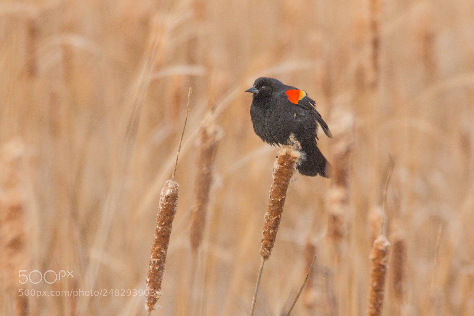 Sony Alpha NEX-7 sample photo. Morning redwing photography