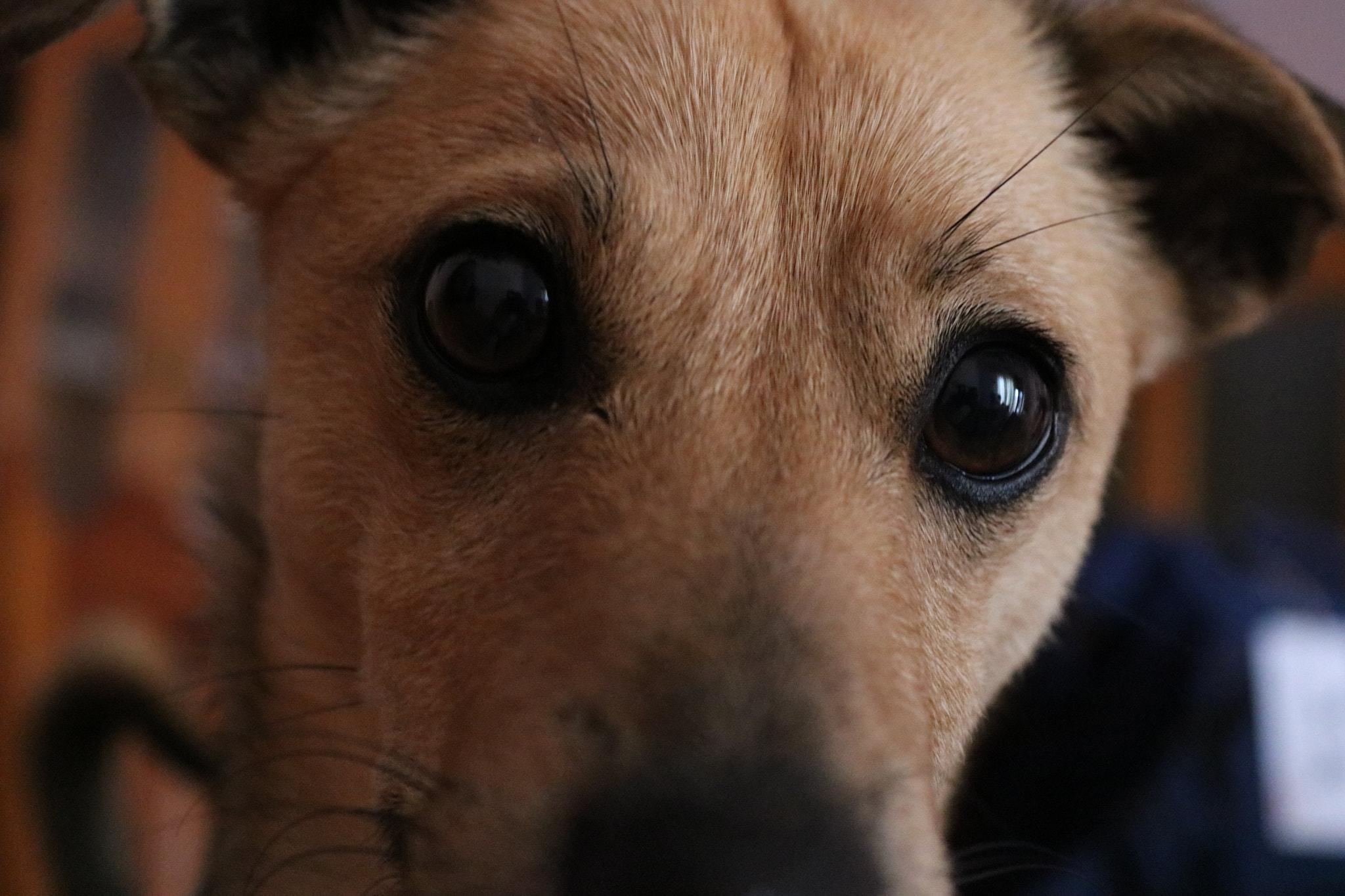 Canon EOS 750D (EOS Rebel T6i / EOS Kiss X8i) sample photo