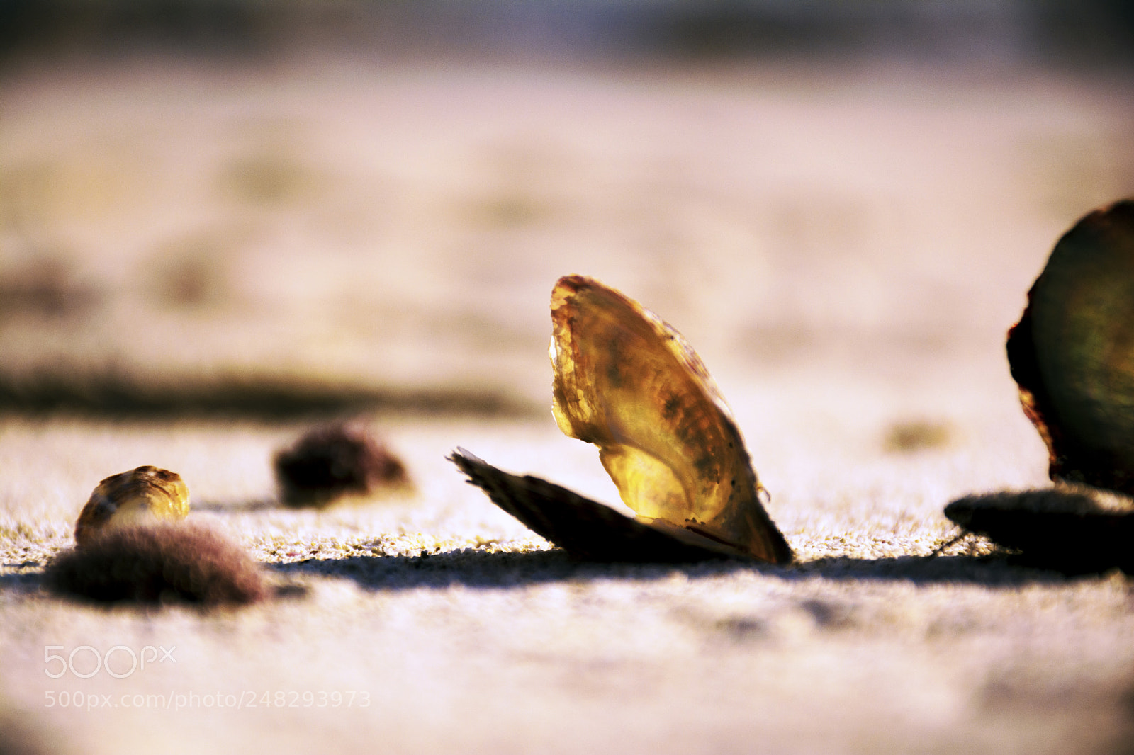Nikon D7100 sample photo. Shell.jpg photography