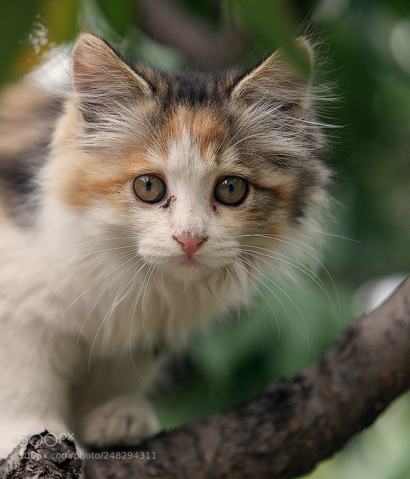 Sony Alpha DSLR-A900 sample photo. 上树的小灵猫 photography