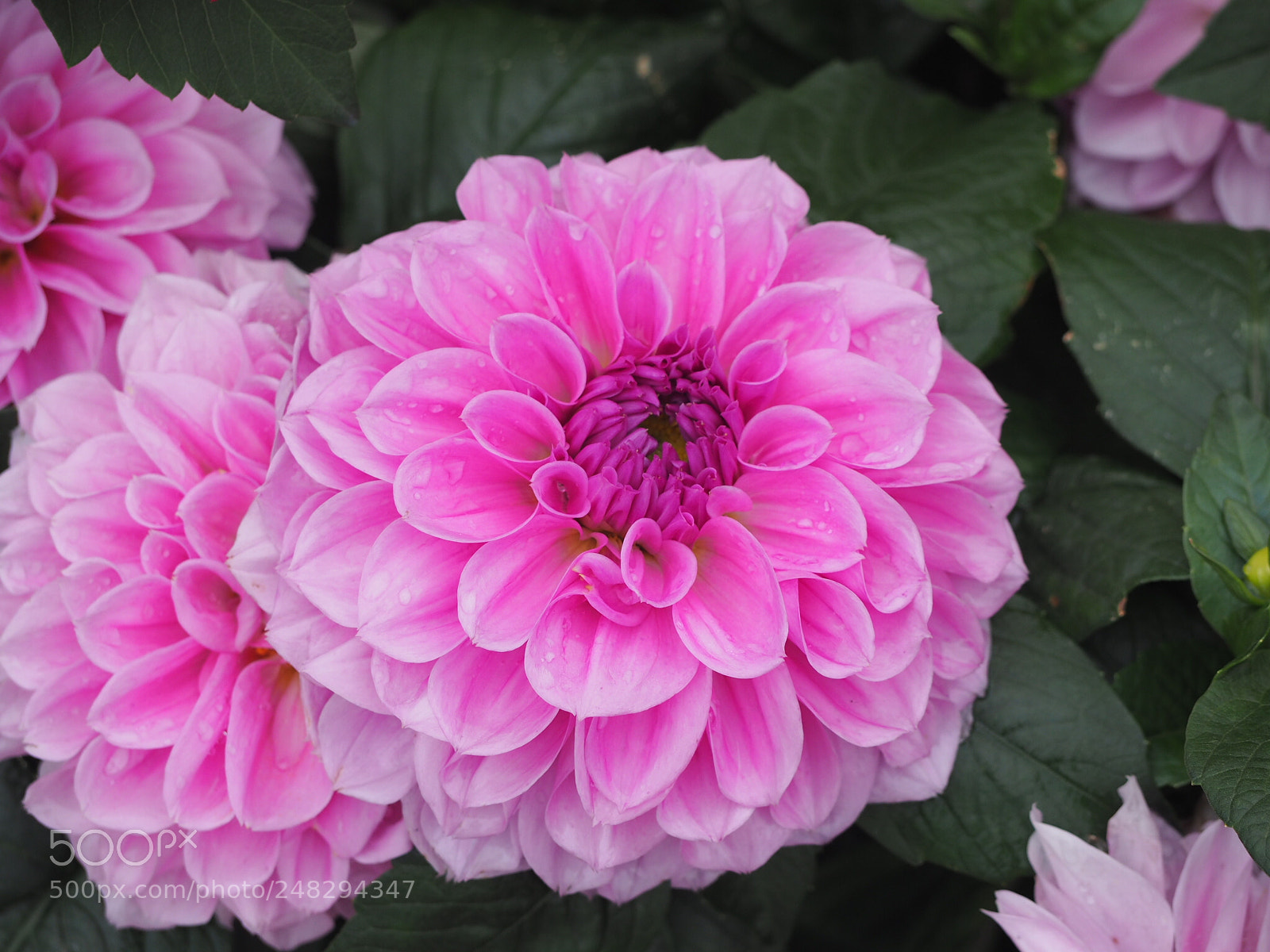 Olympus OM-D E-M10 sample photo. Full photography