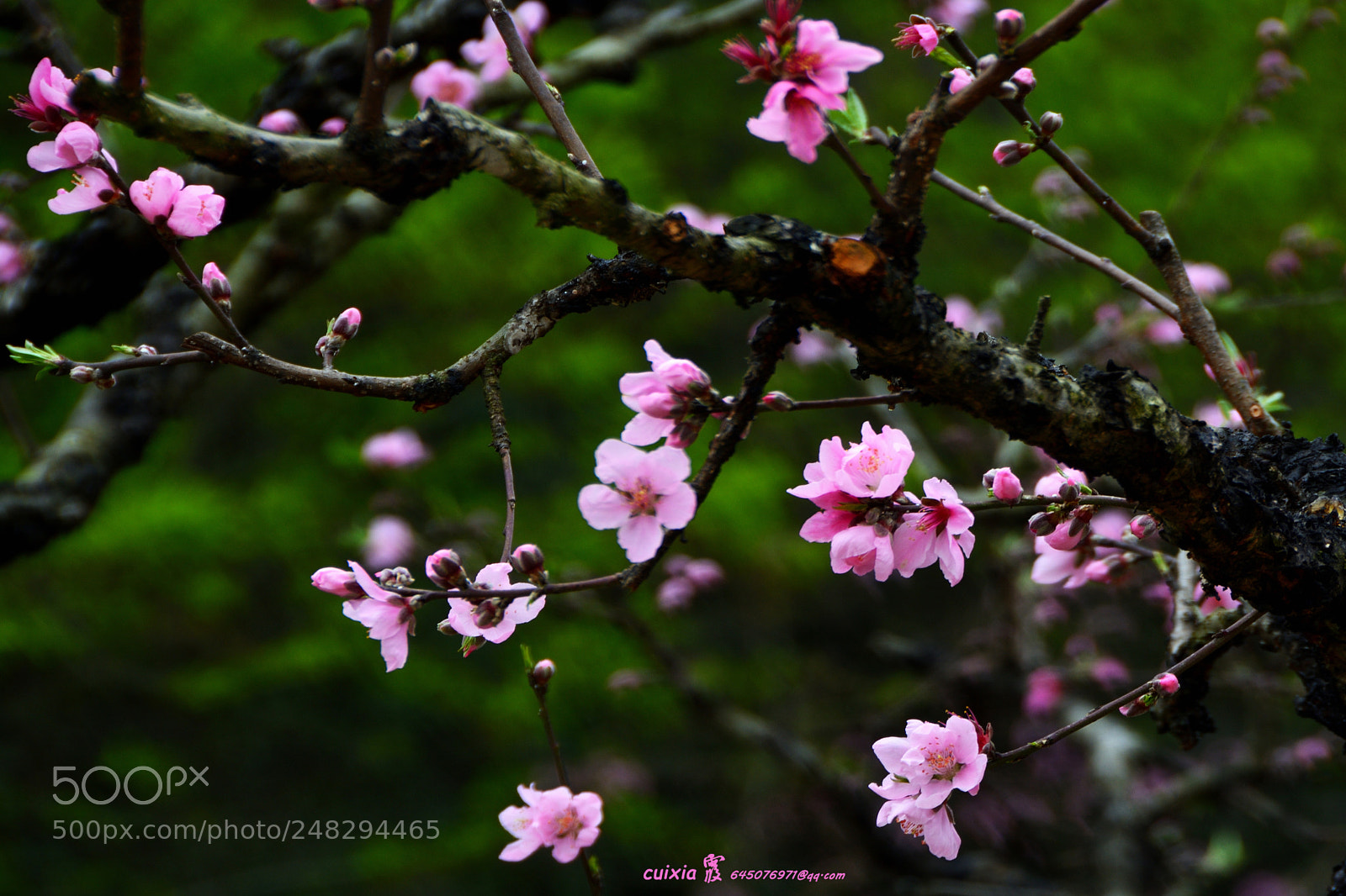 Nikon D5200 sample photo. The peach blossom in photography