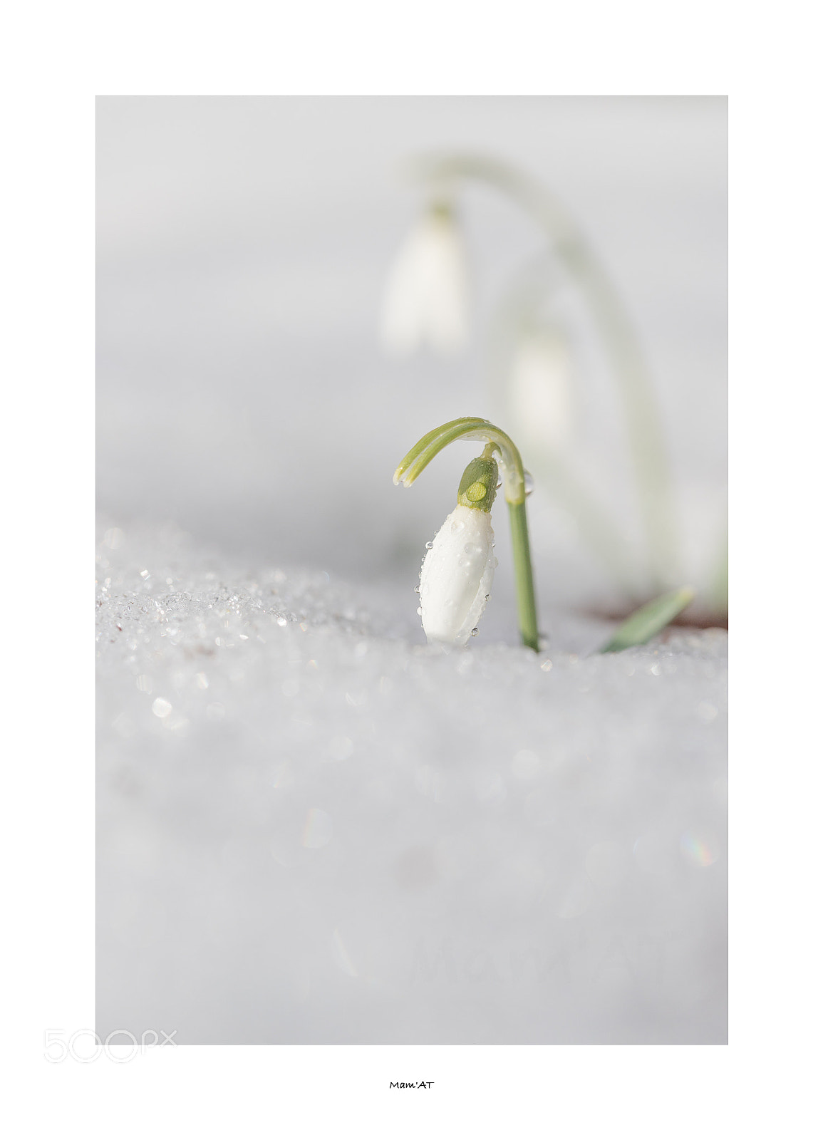 Canon EOS 6D Mark II sample photo. Snowdrops photography