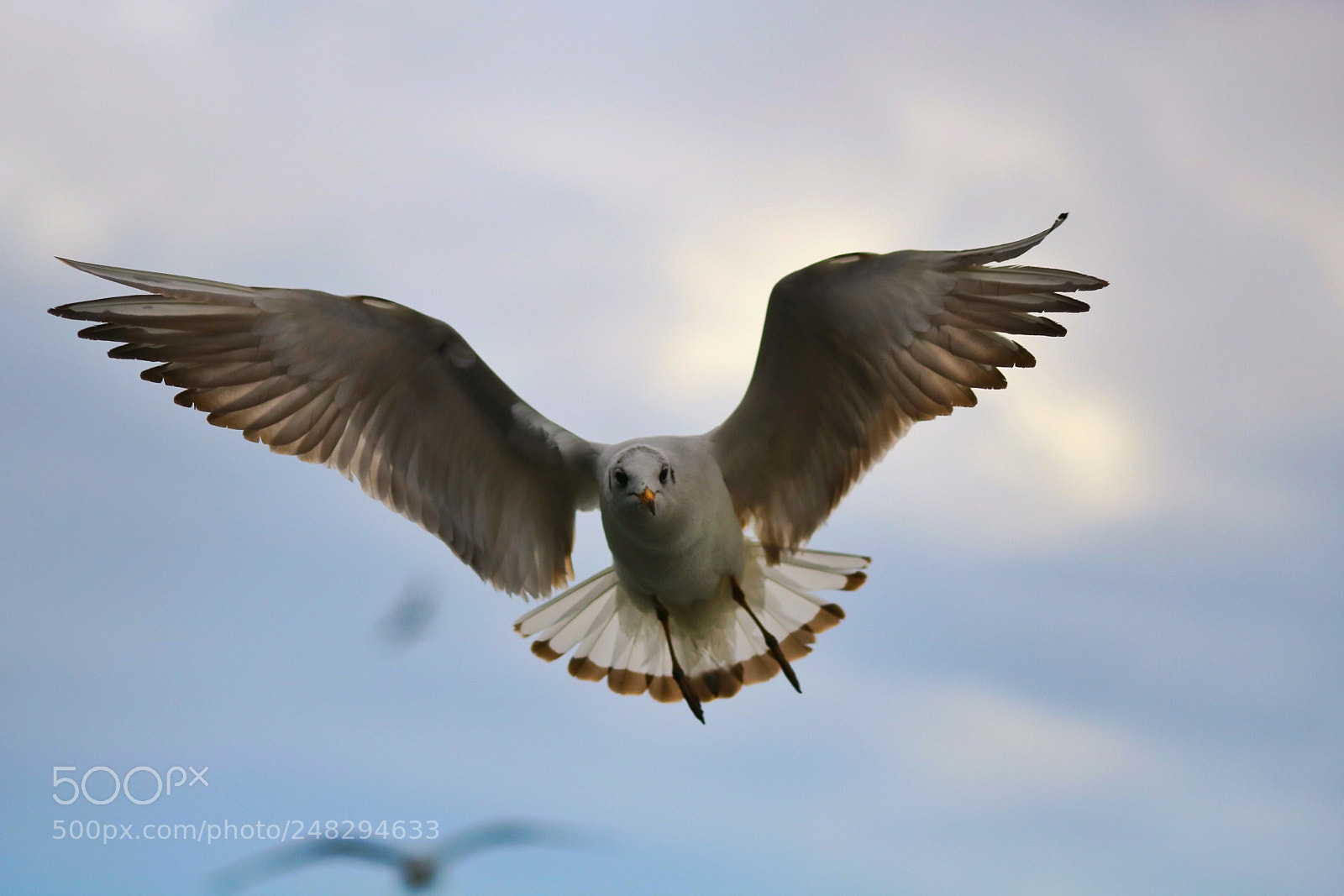 Canon EOS 750D (EOS Rebel T6i / EOS Kiss X8i) sample photo. Last bird photography