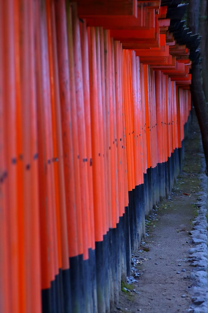 Tamron SP AF 90mm F2.8 Di Macro sample photo. 千本鳥居の朝 photography