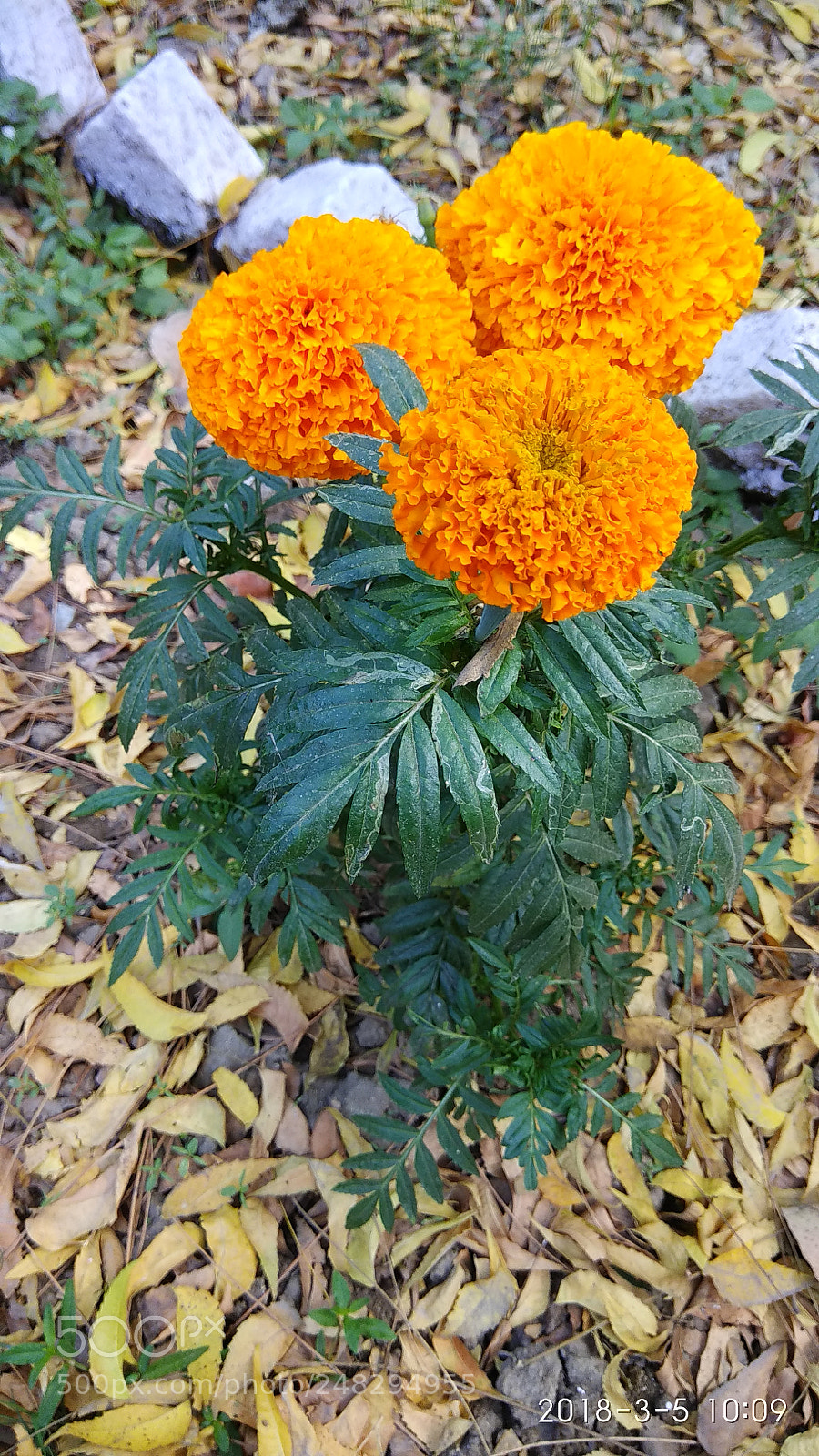Xiaomi Redmi Note 4 sample photo. Good_morning photography