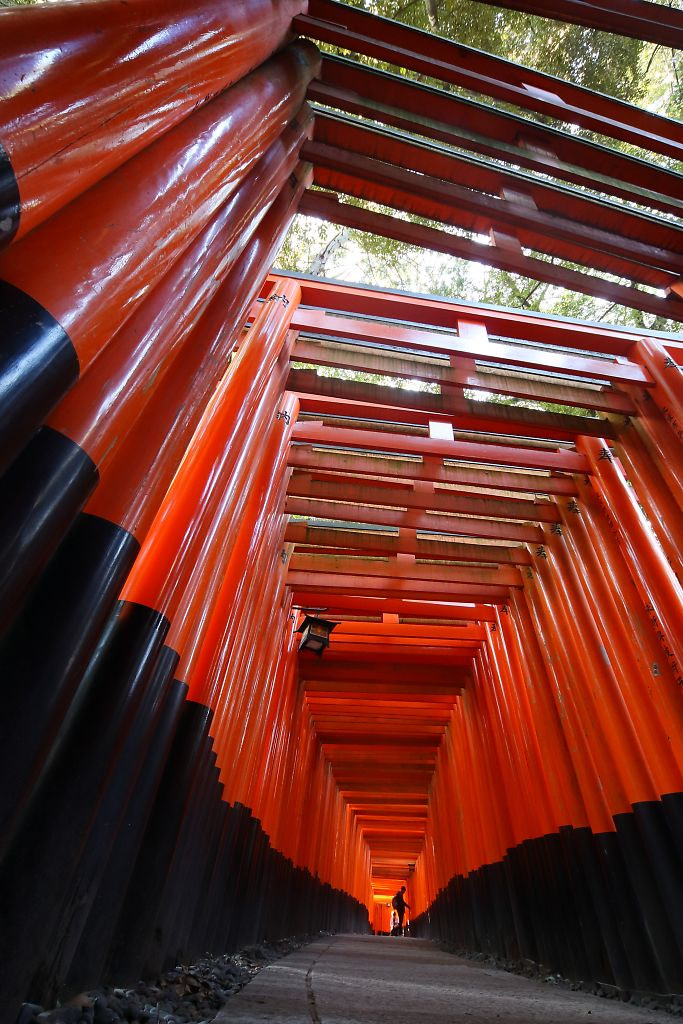 Canon EOS-1D Mark III sample photo. 千本鳥居の朝 photography