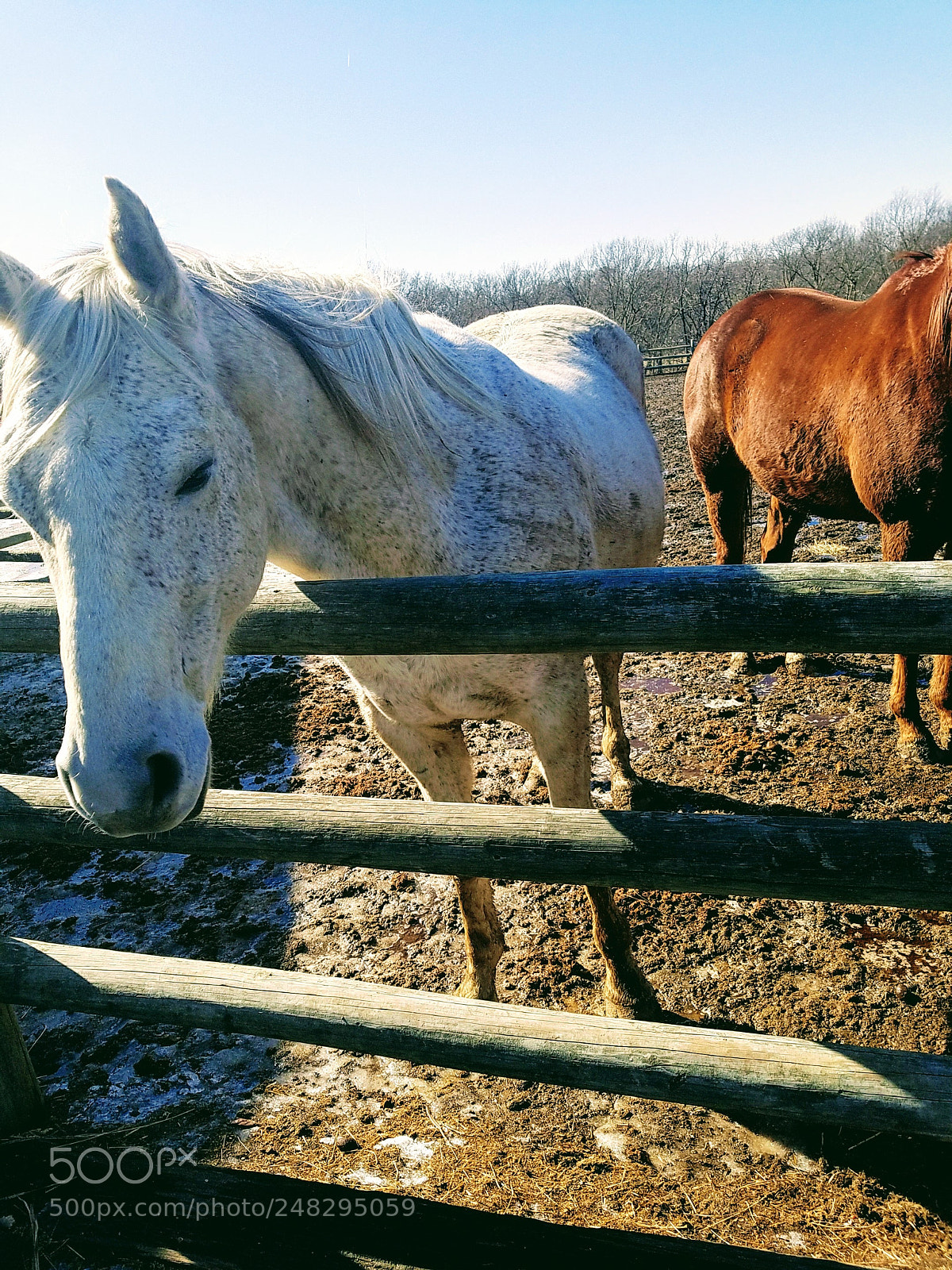 Samsung Galaxy S7 Edge sample photo. My horses photography
