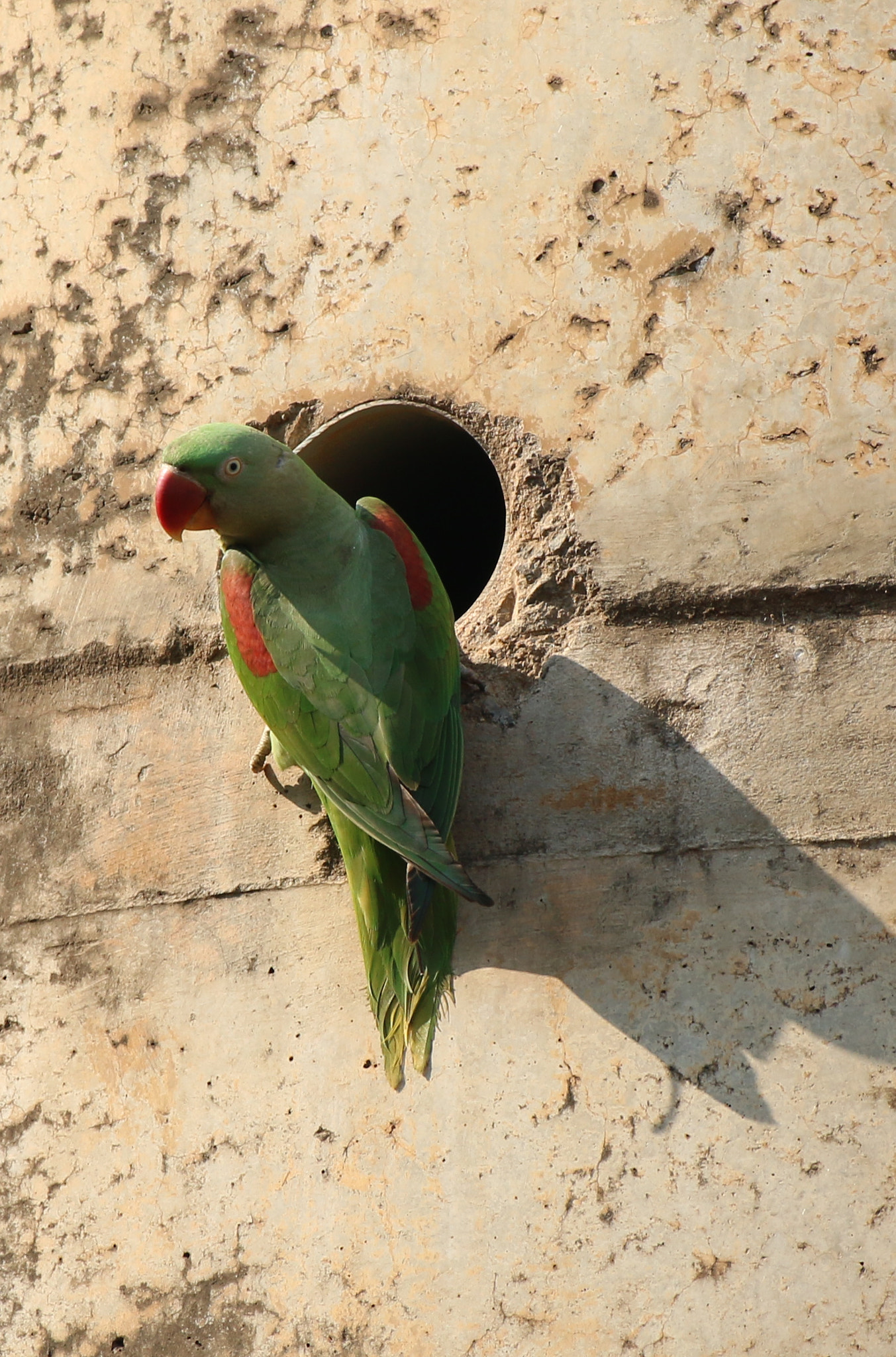 Canon EF 70-300 F4-5.6 IS II USM sample photo. Urban jungle photography