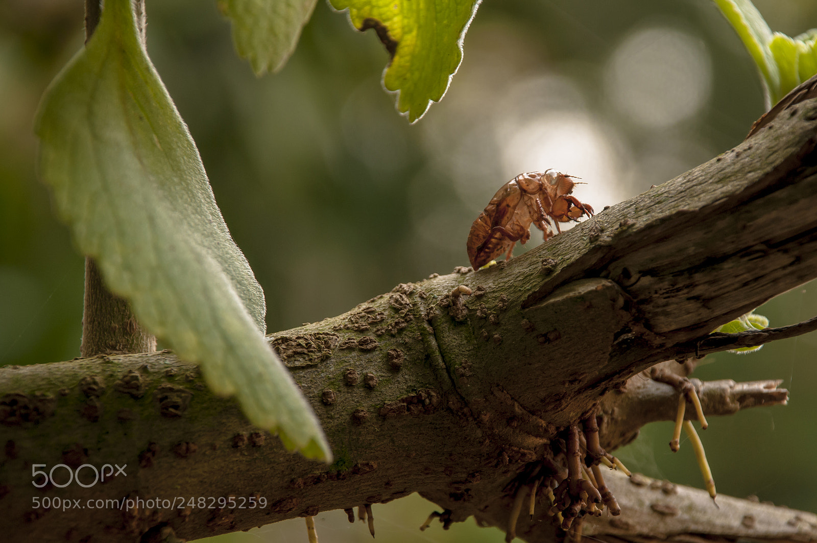 Nikon D300 sample photo. Cicada photography