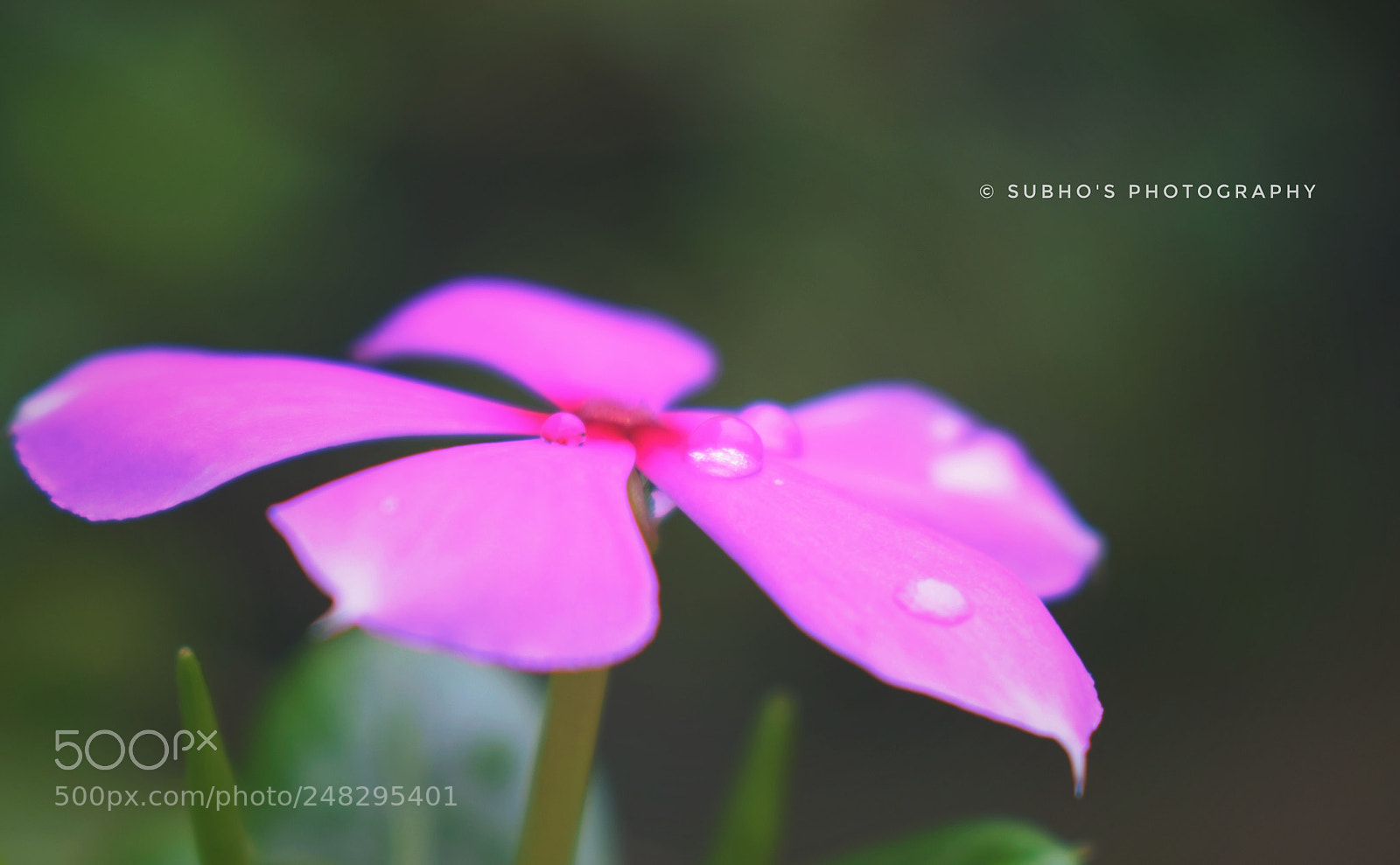 Nikon D5300 sample photo. Droplets photography