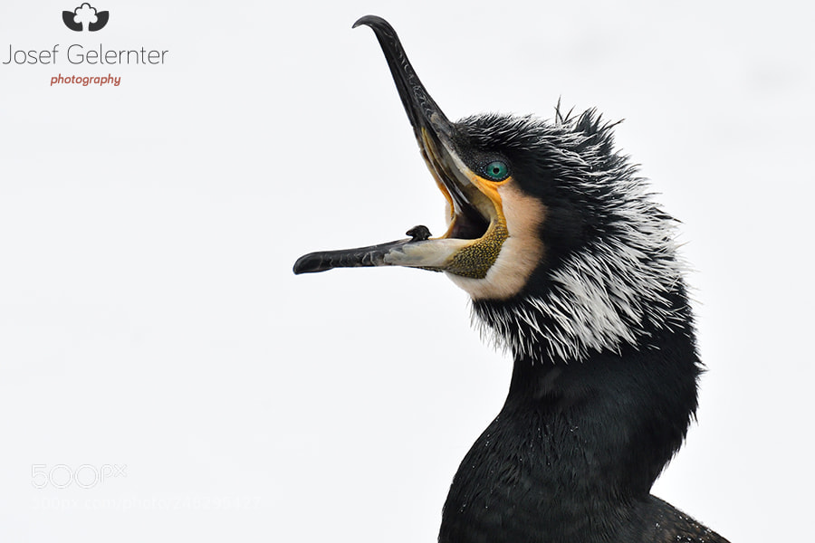 Nikon D500 sample photo. Screaming snow cormorant photography