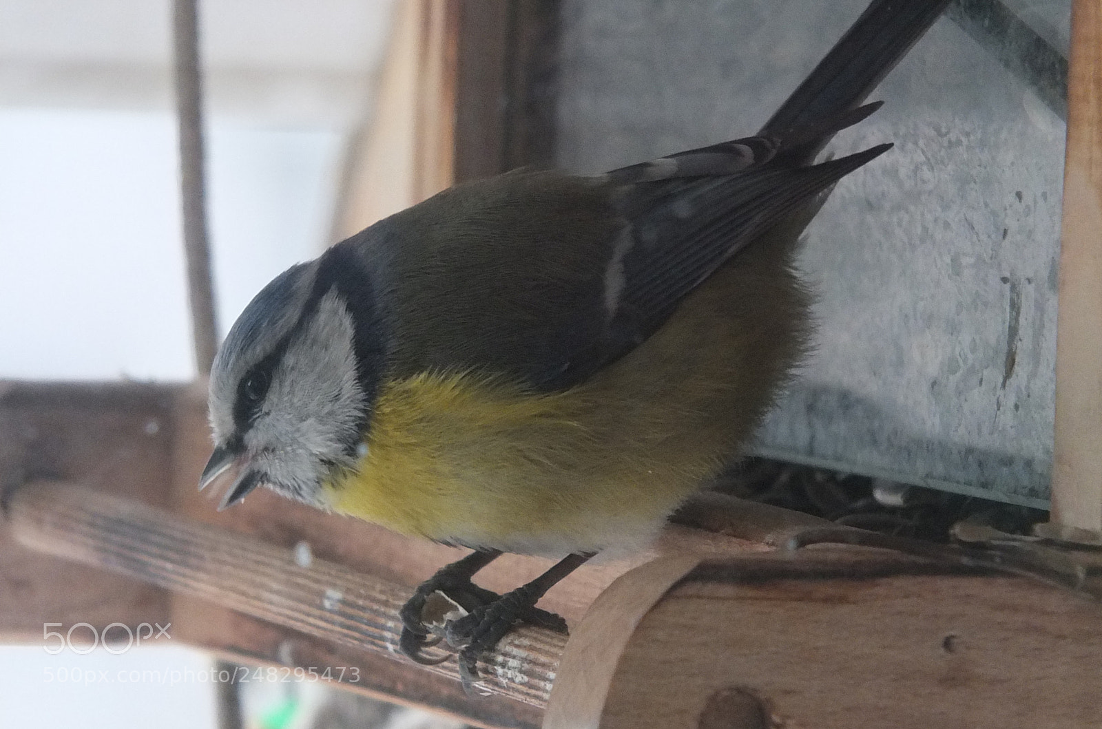 Fujifilm X-S1 sample photo. Plavetna sjenica (cyanistes caeruleus) photography