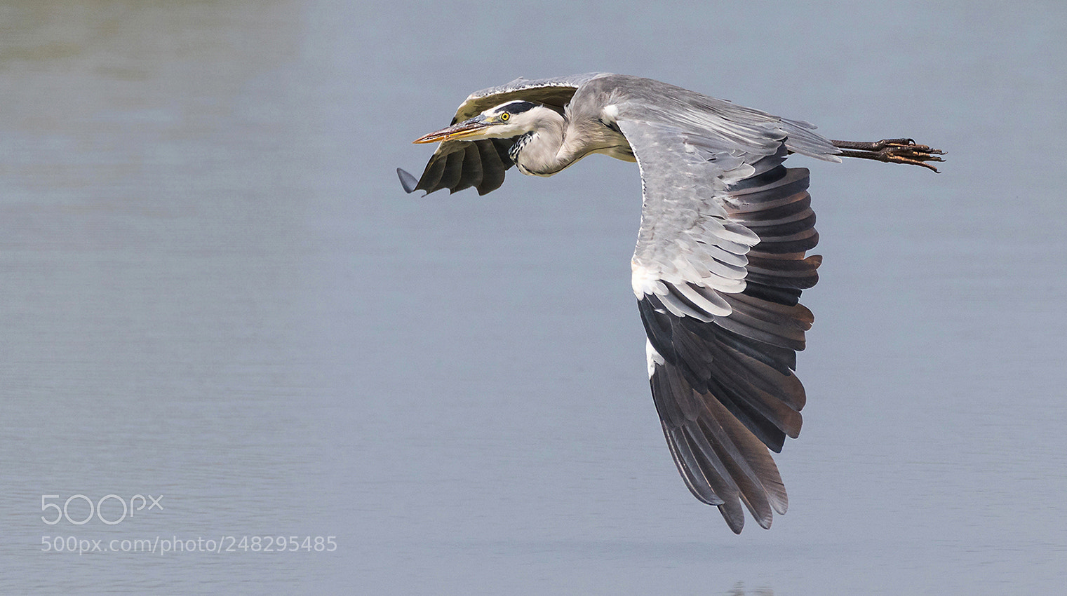 Canon EOS 7D Mark II sample photo. Graureiher (ardea cinerea) photography