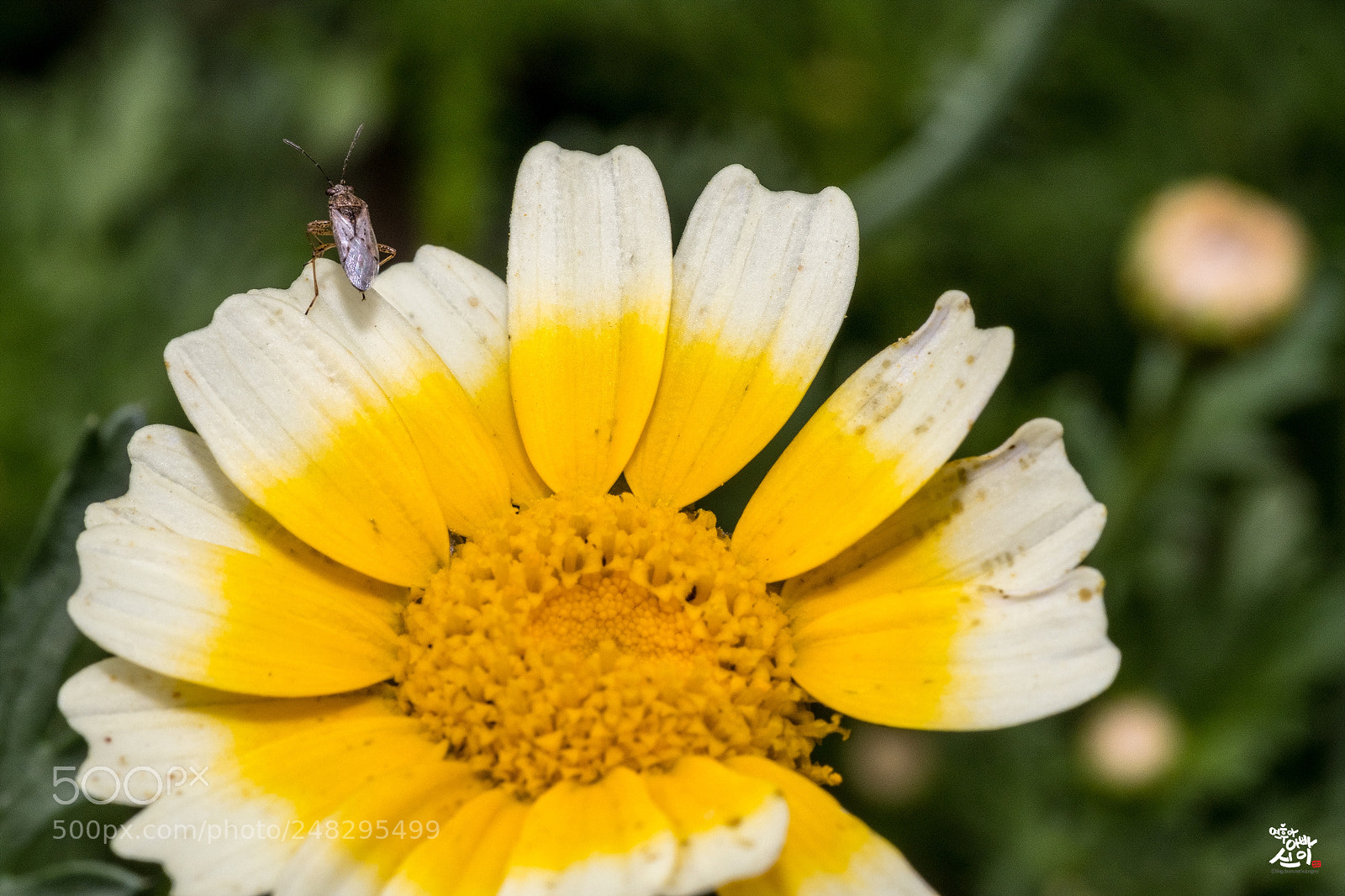 Fujifilm X-T2 sample photo. Bugs and flower photography