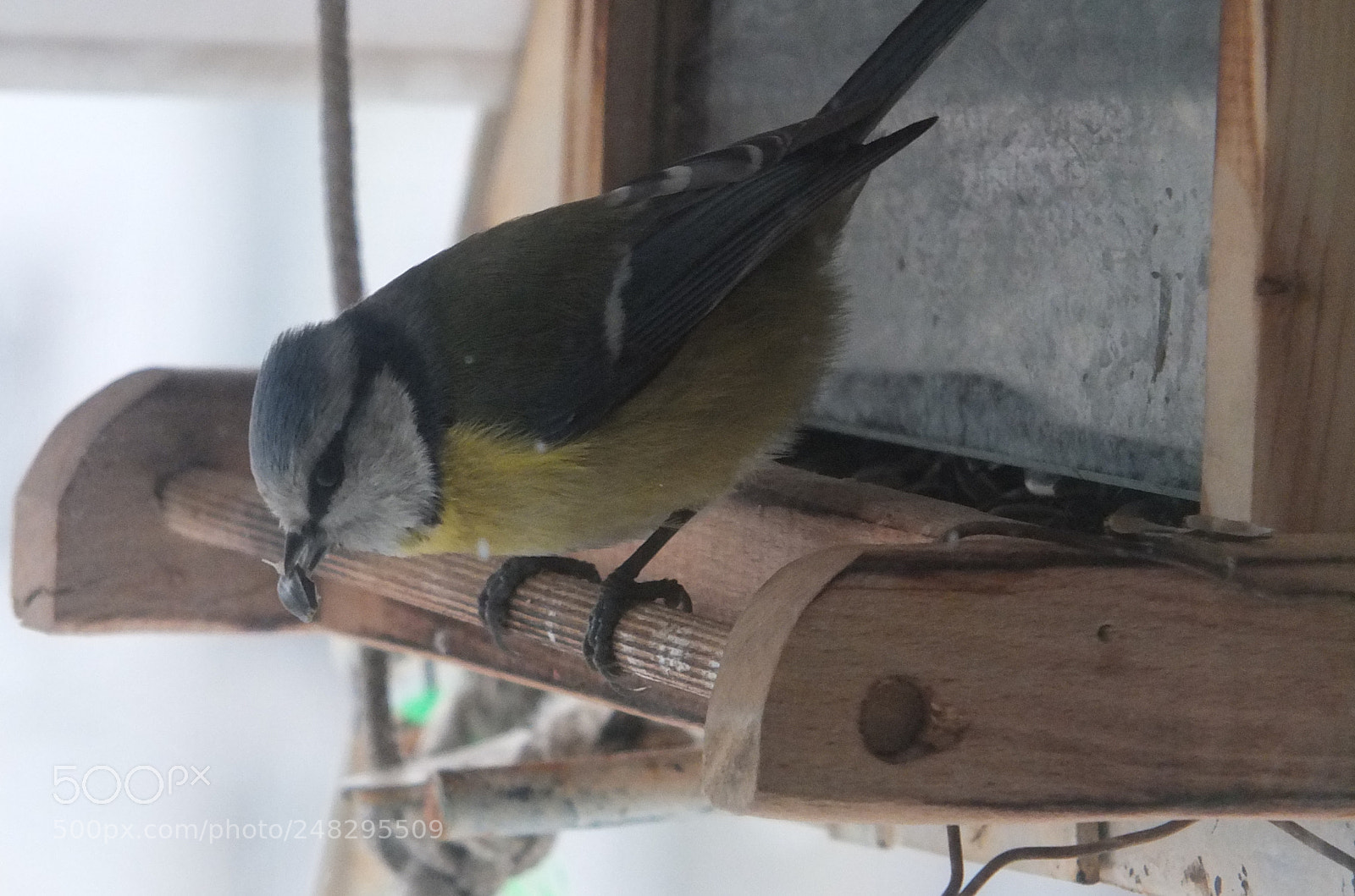 Fujifilm X-S1 sample photo. Plavetna sjenica (cyanistes caeruleus) photography