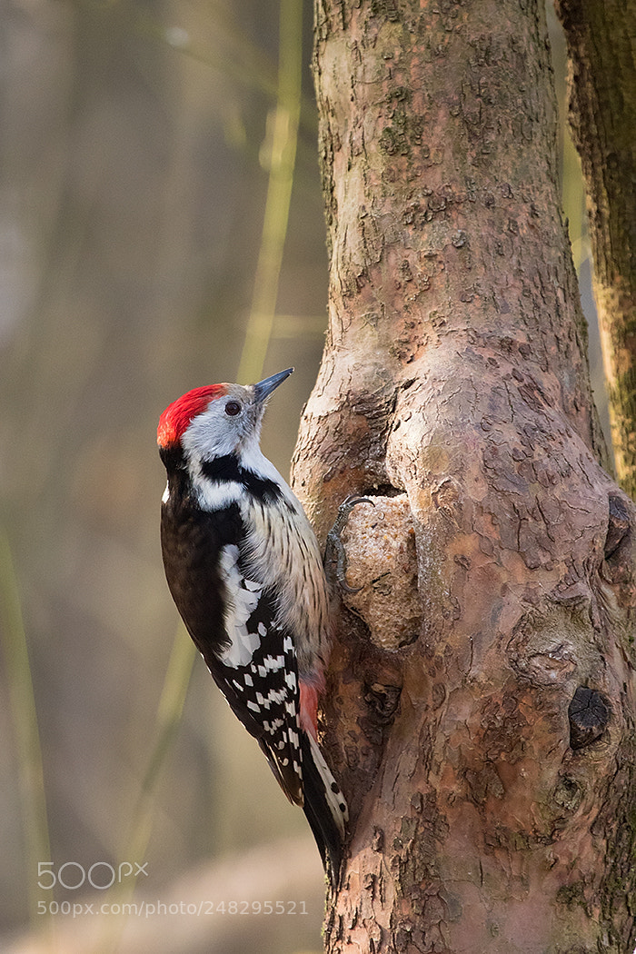 Canon EOS 7D Mark II sample photo. Woodpecker photography
