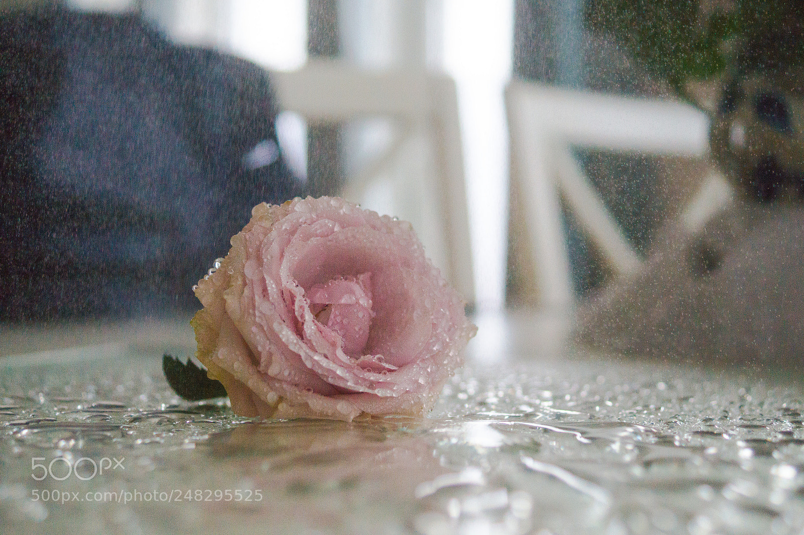 Sony SLT-A58 sample photo. Spraying a rose photography
