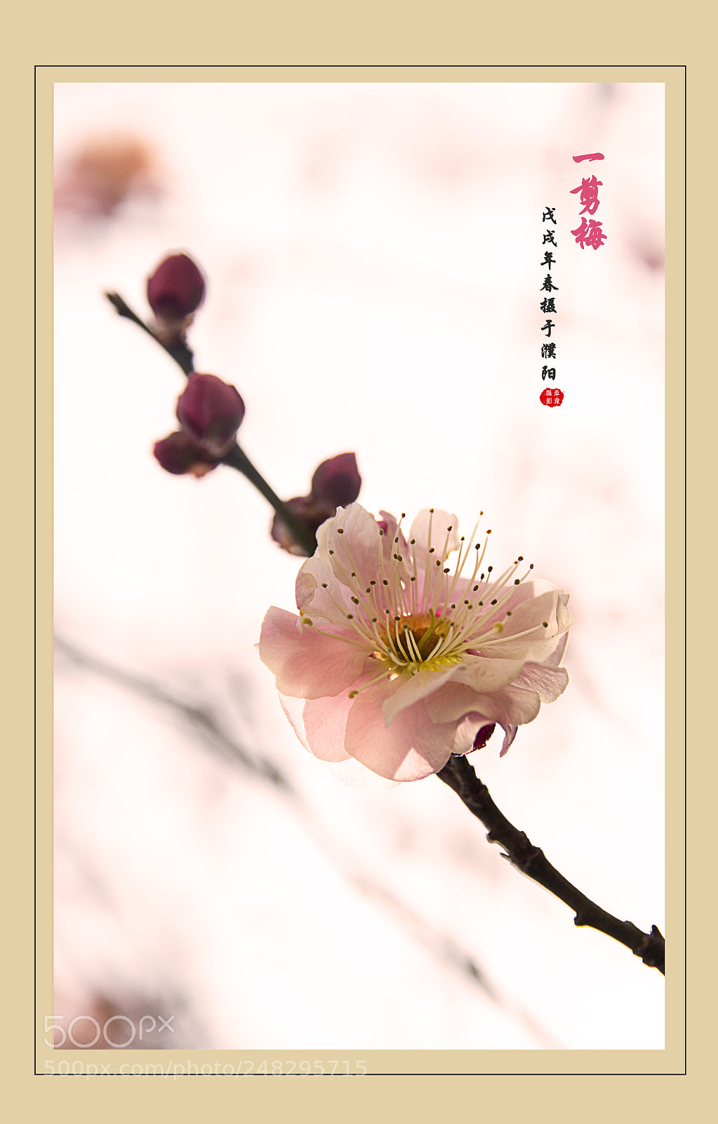 Canon EOS 60D sample photo. 一剪梅 photography