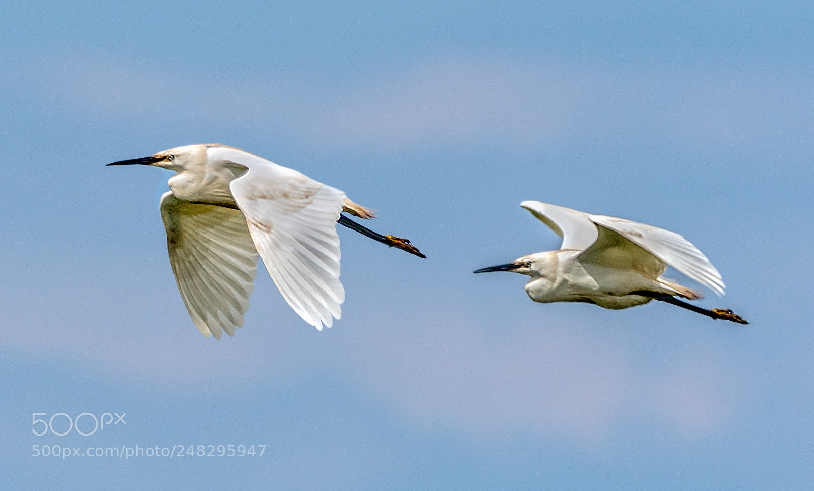 Canon EOS 7D Mark II sample photo. Little egrets photography