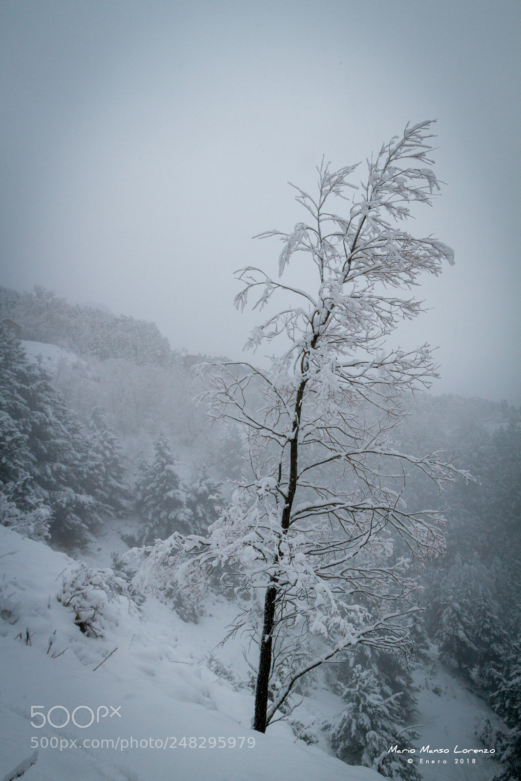 Canon EOS 7D sample photo. Freeze tree photography