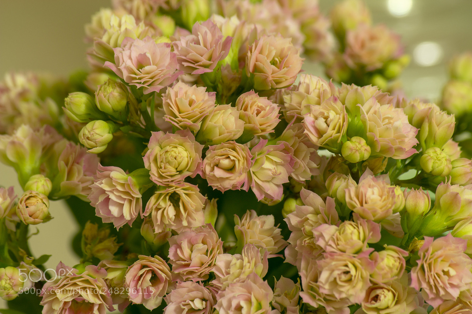 Canon EOS 650D (EOS Rebel T4i / EOS Kiss X6i) sample photo. Small or big flowers? photography