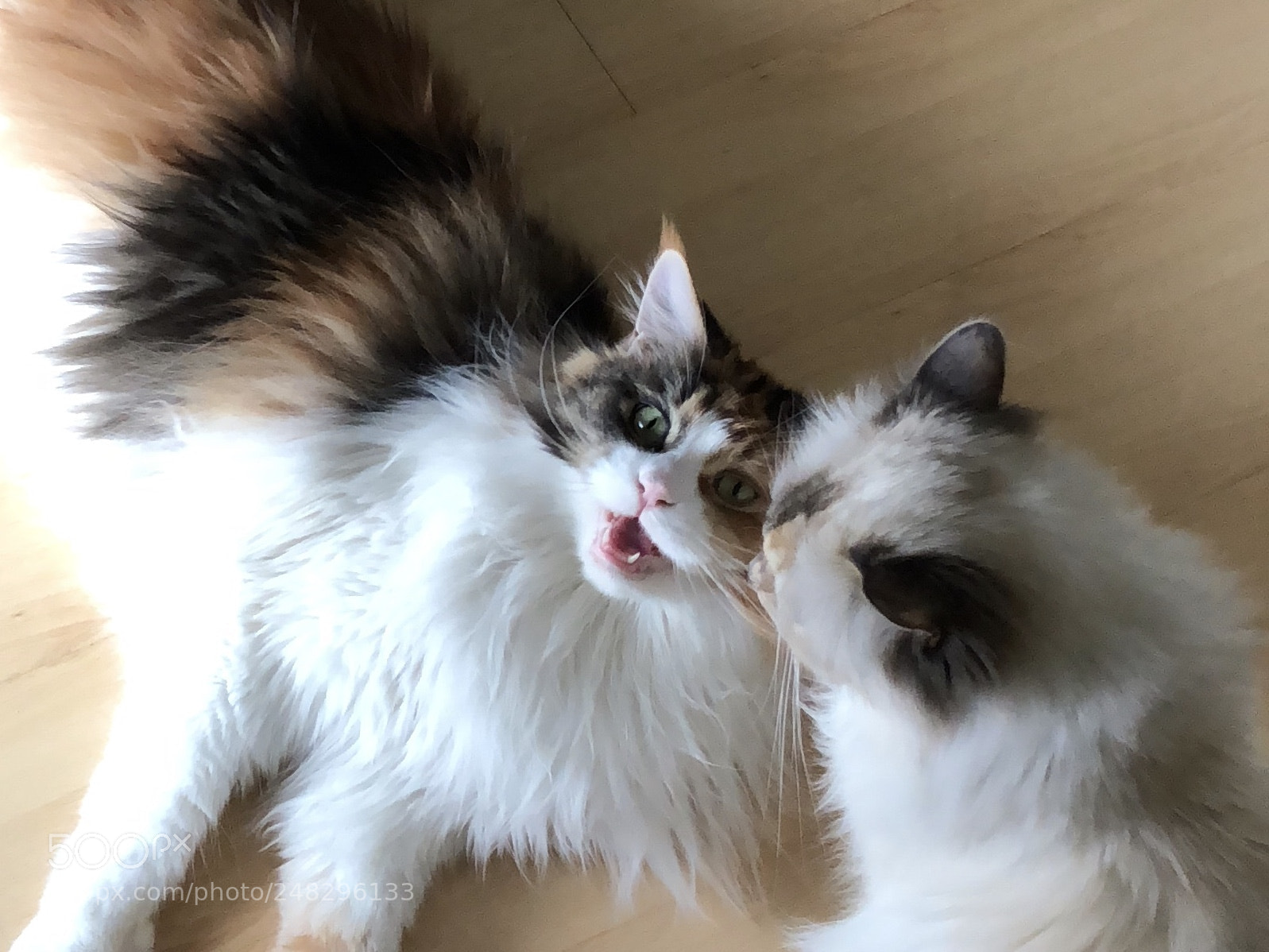 Apple iPhone 8 sample photo. A pair photography