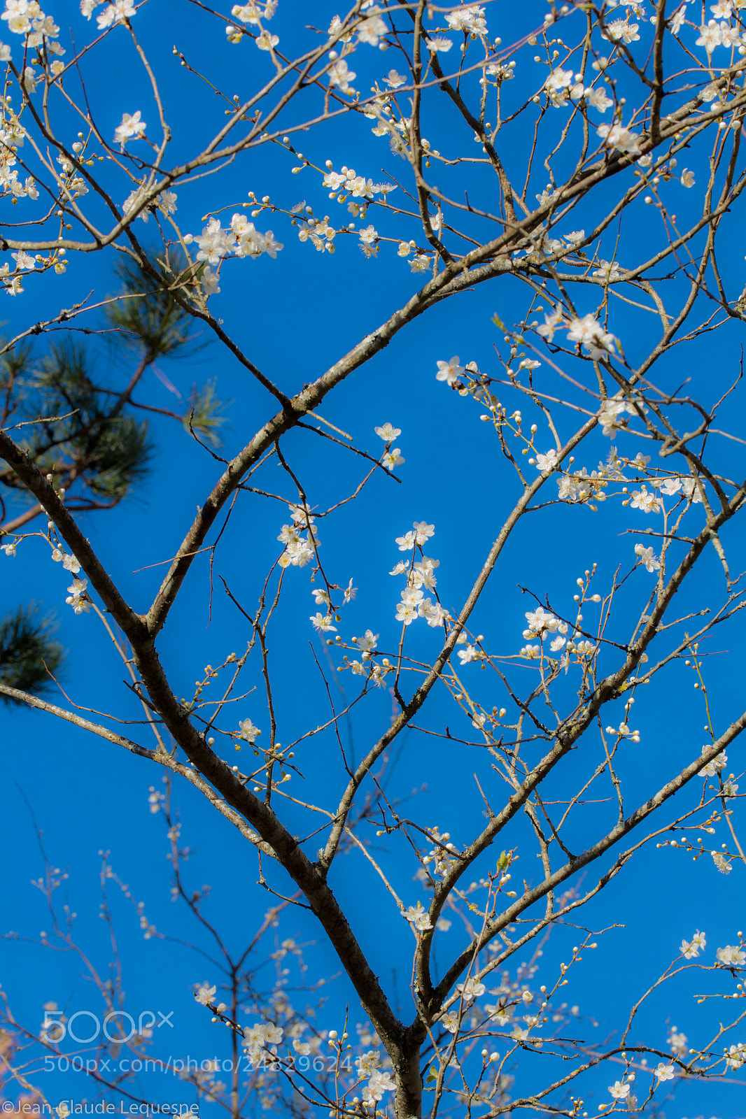 Canon EOS 60D sample photo. Plum tree flowers 2 photography