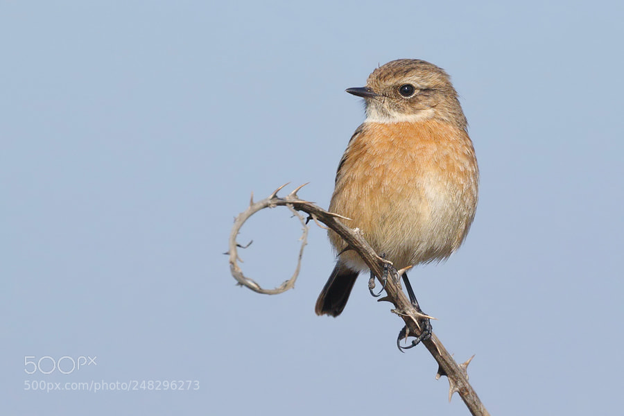 Canon EOS 7D Mark II sample photo. Stonechat - female photography