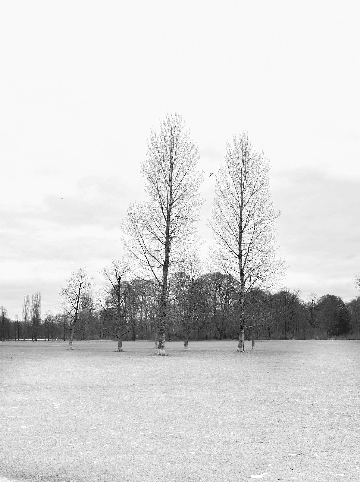 Nikon D5 sample photo. Untitled photography