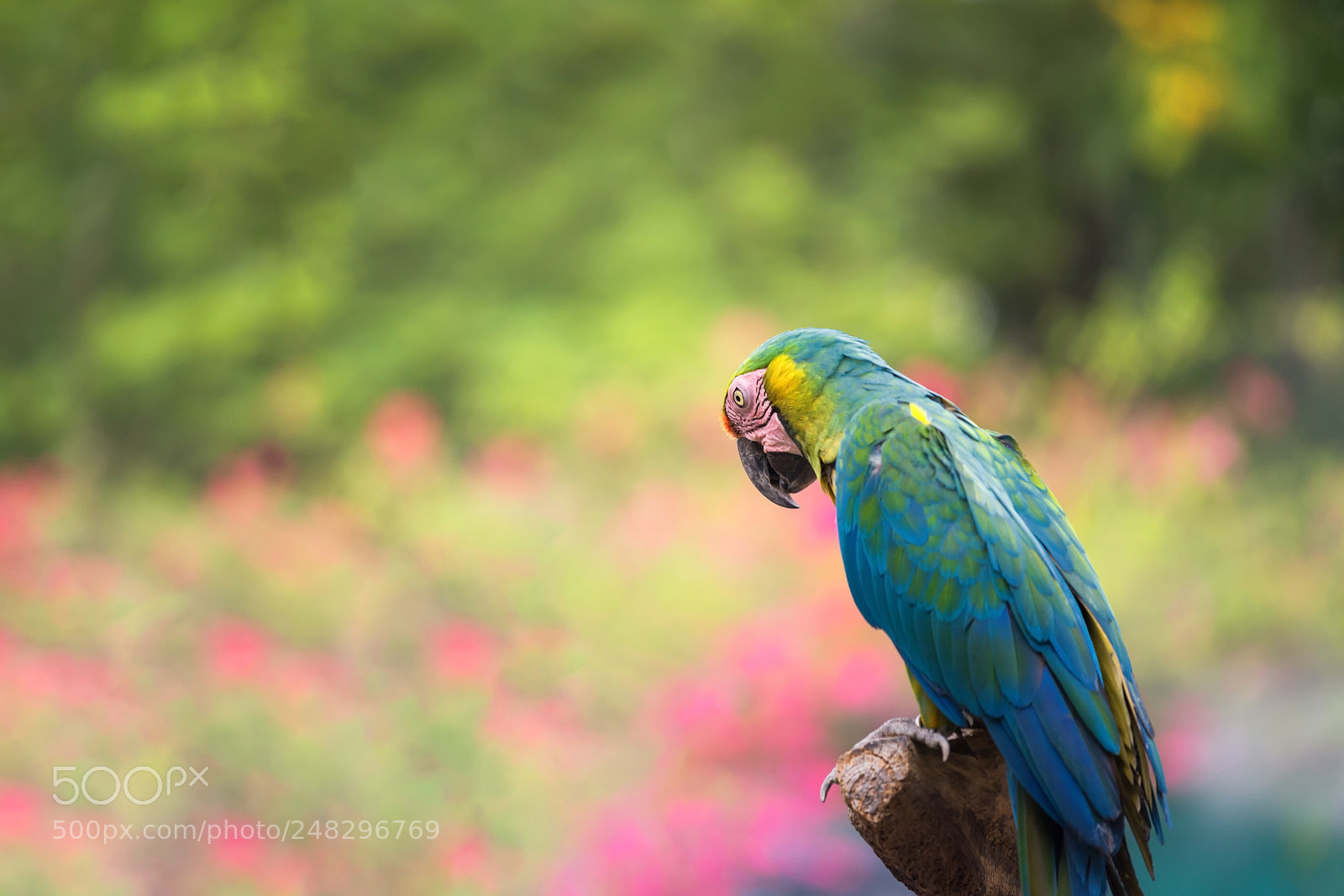 Nikon D810 sample photo. Macaw with nature bokeh photography