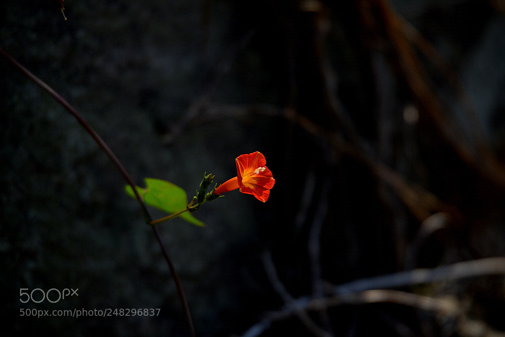 Nikon D800 sample photo. Waiting for the sun. photography