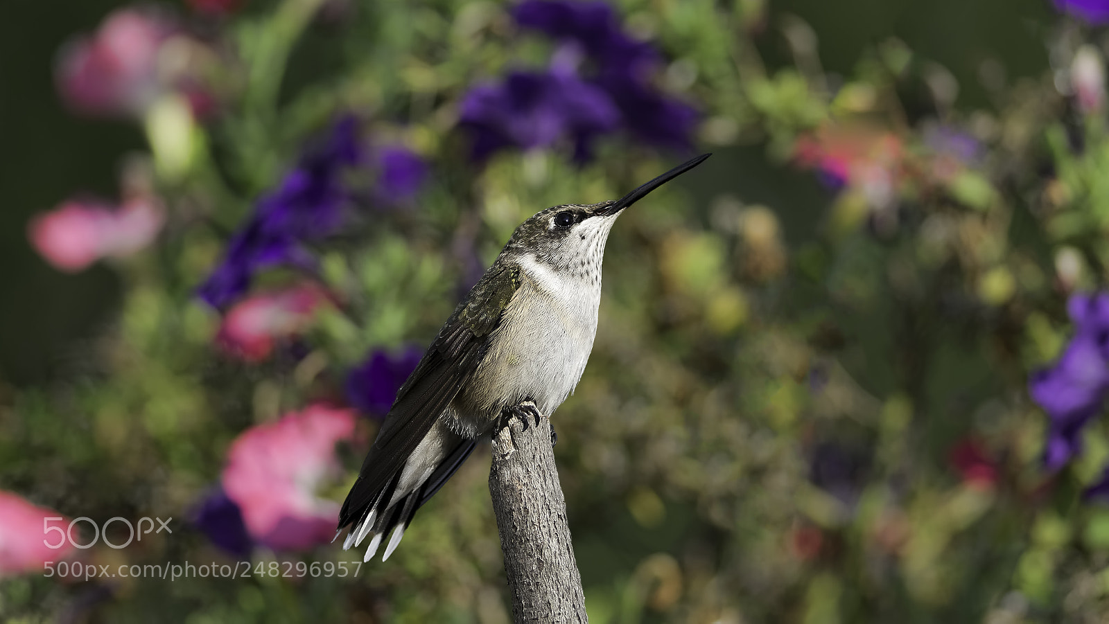 Nikon D7100 sample photo. Perched near the petunias photography