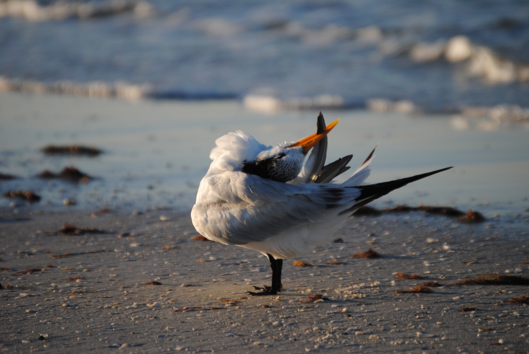 Nikon D3000 sample photo. Morning yoga photography