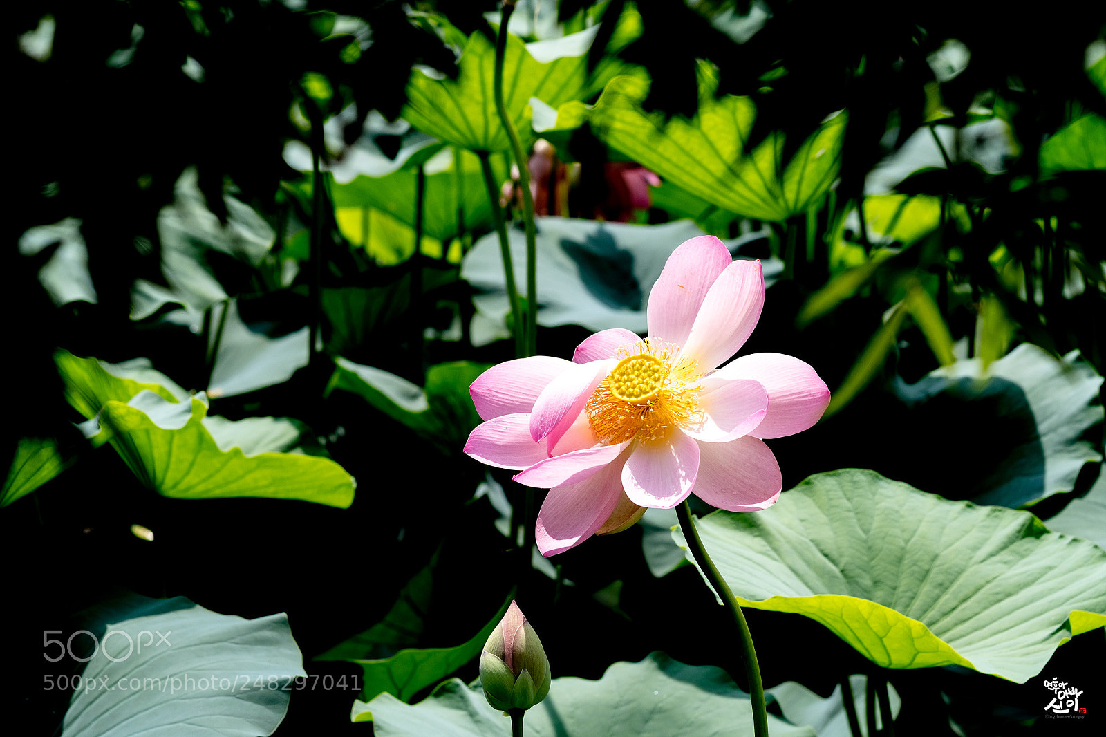 Fujifilm X-T2 sample photo. Hot summer photography