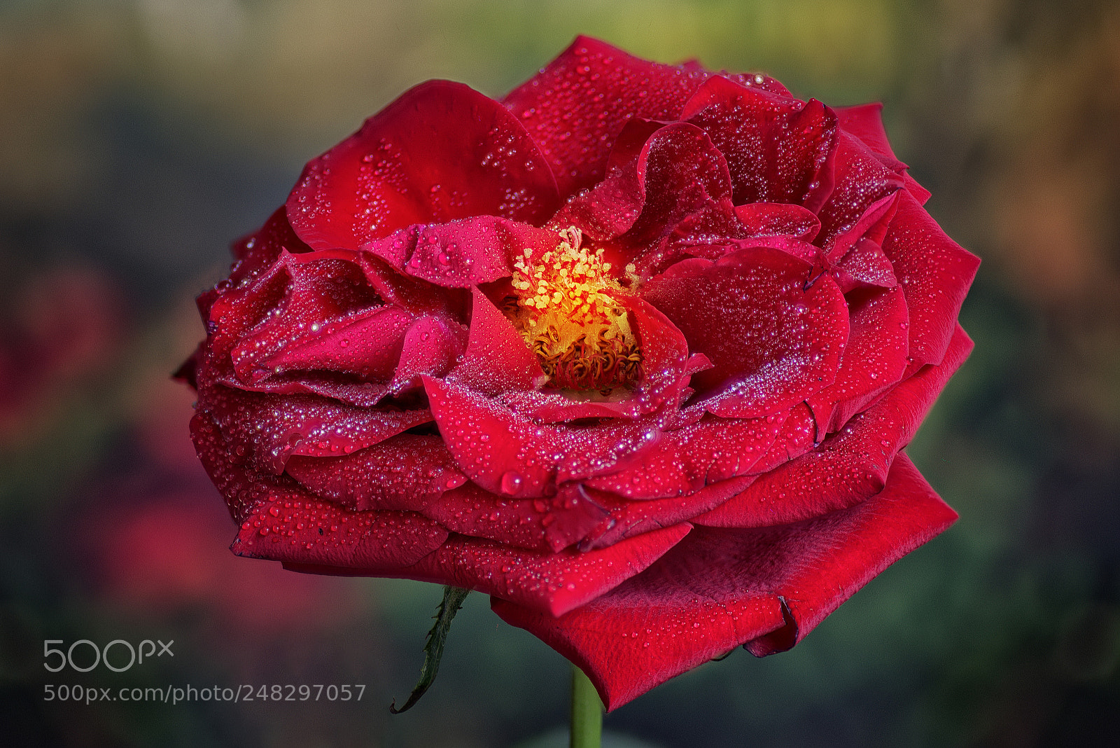 Nikon D600 sample photo. Rose photography