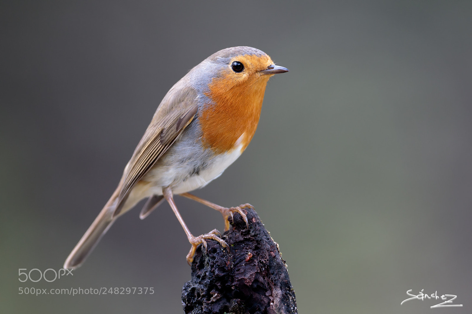 Canon EOS 7D Mark II sample photo. Petirrojo europeo photography