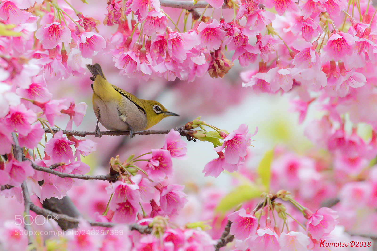 Nikon D810 sample photo. Pink season photography