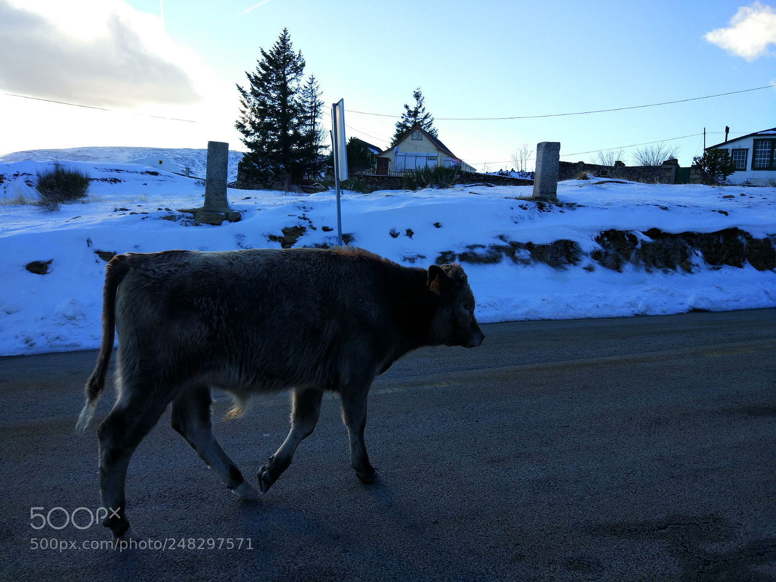Xiaomi MI 5 sample photo. The cow likes snow photography