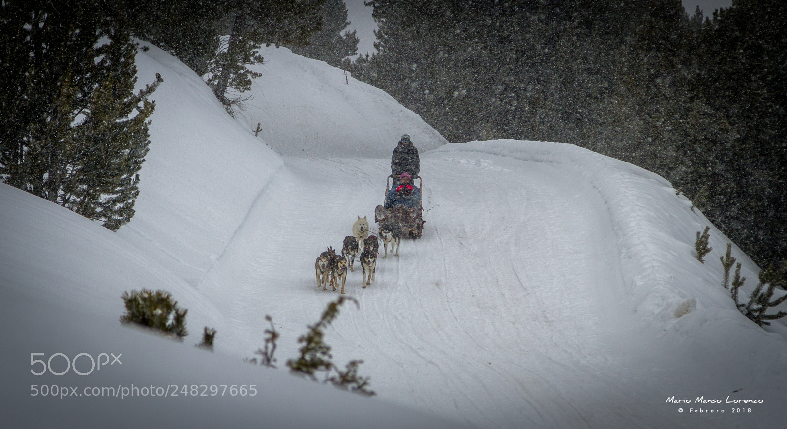 Canon EOS 7D sample photo. Mushing day photography