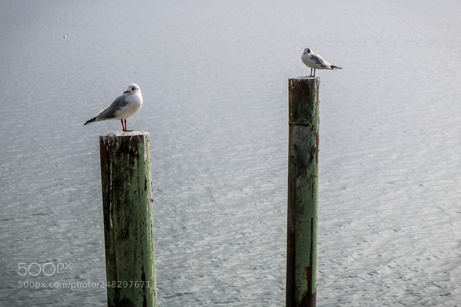 Canon EOS 750D (EOS Rebel T6i / EOS Kiss X8i) sample photo. Guter platz, gute sicht... photography