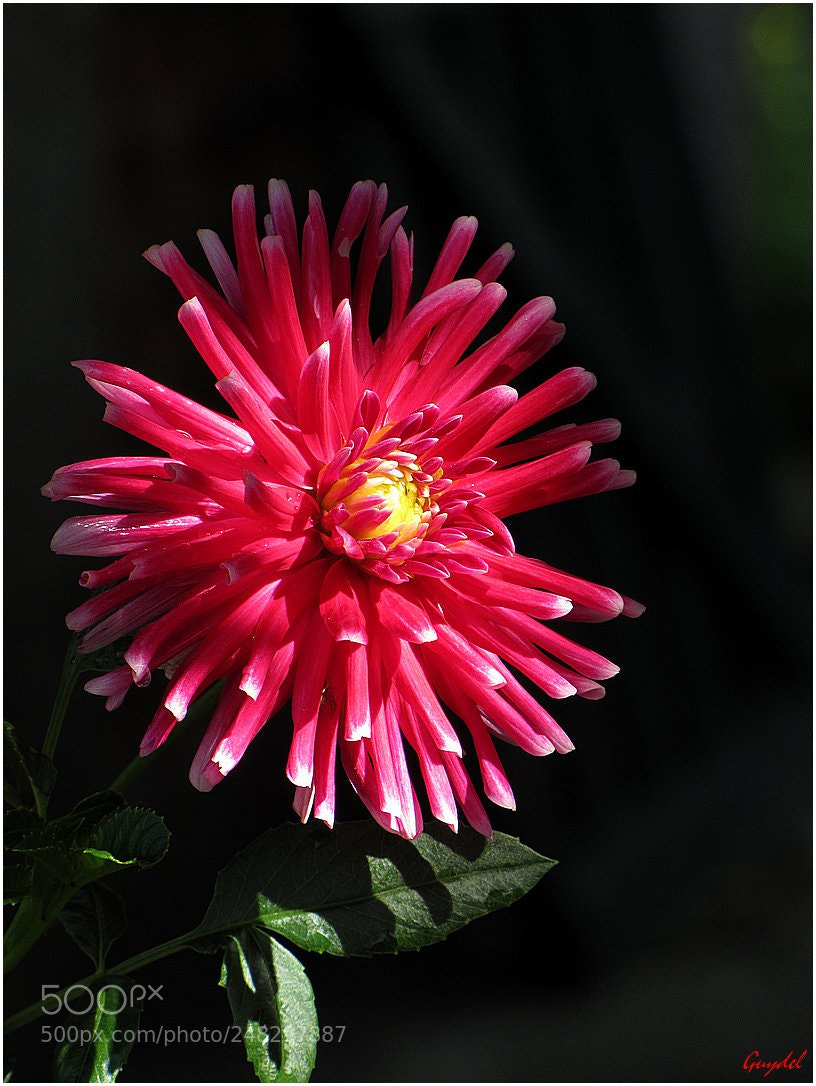 Canon PowerShot SX20 IS sample photo. Je veux de la photography
