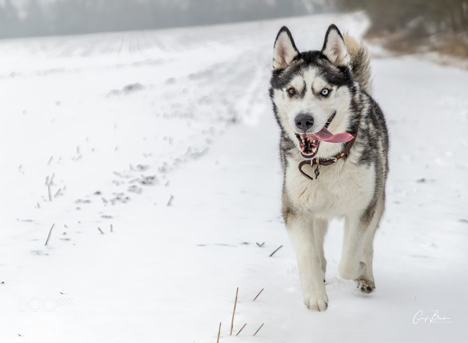 Canon EOS 6D Mark II sample photo. Call of the wild photography