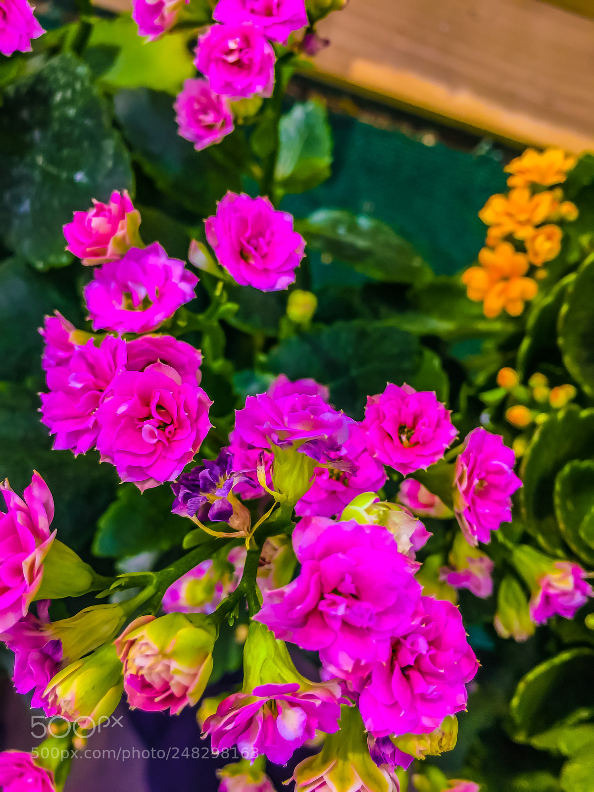 Apple iPhone 6 Plus sample photo. Pretty flowers photography