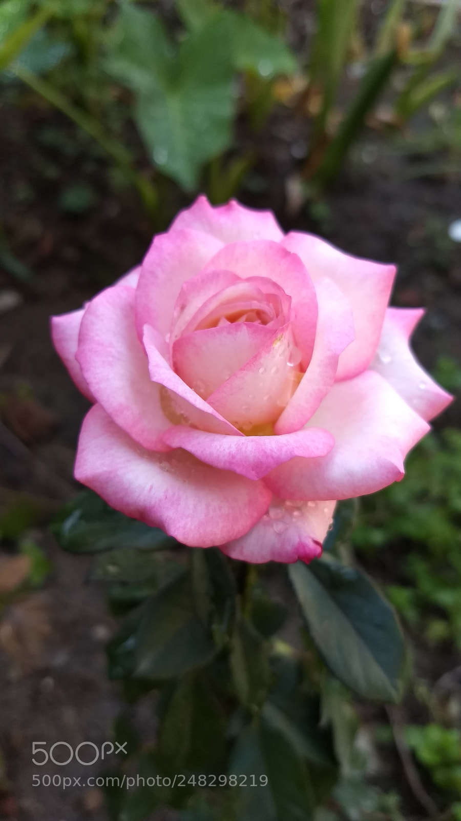 Motorola Moto Z (2) Play sample photo. My garden photography