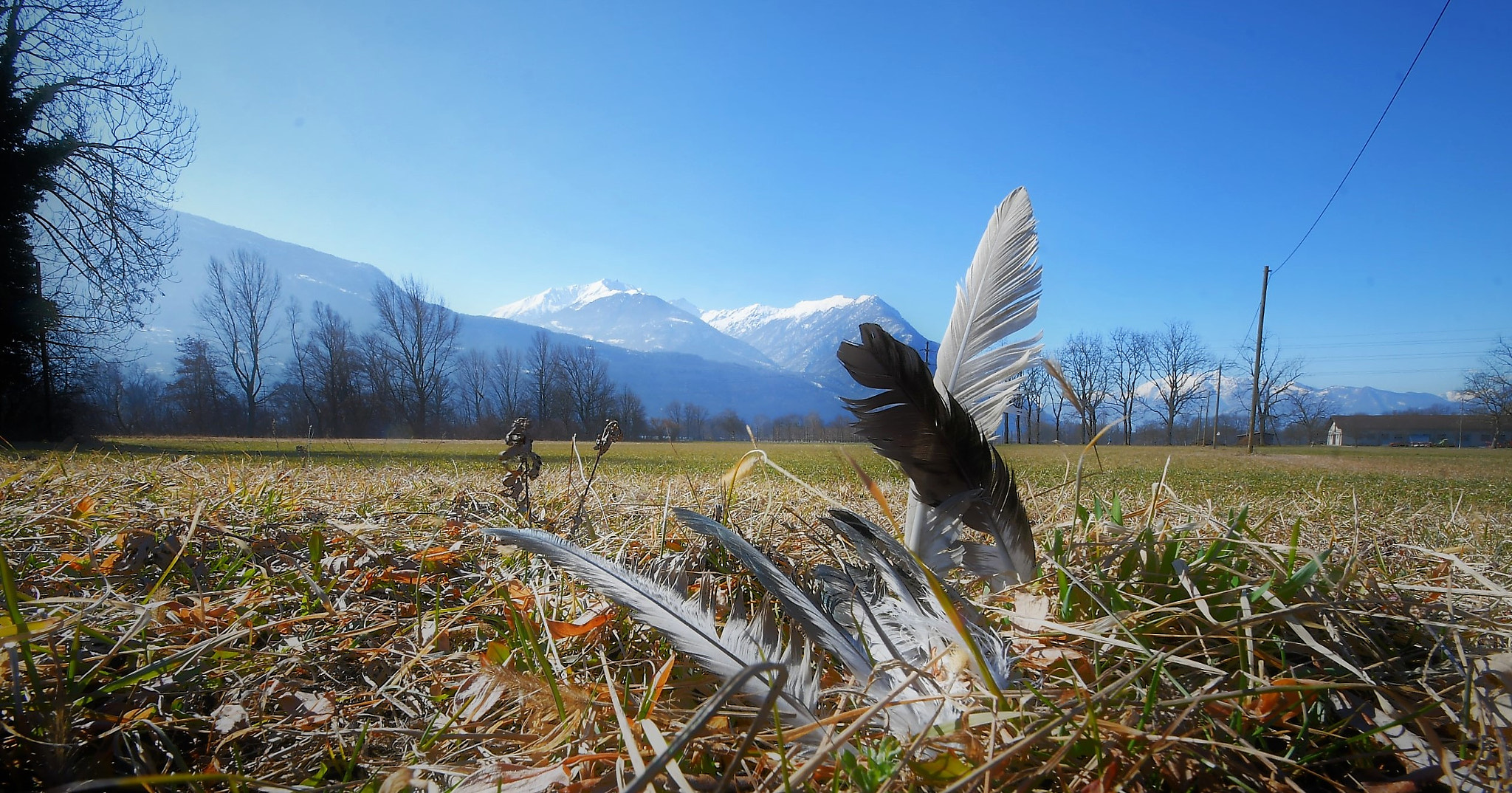 Nikon D500 sample photo. Plumes photography