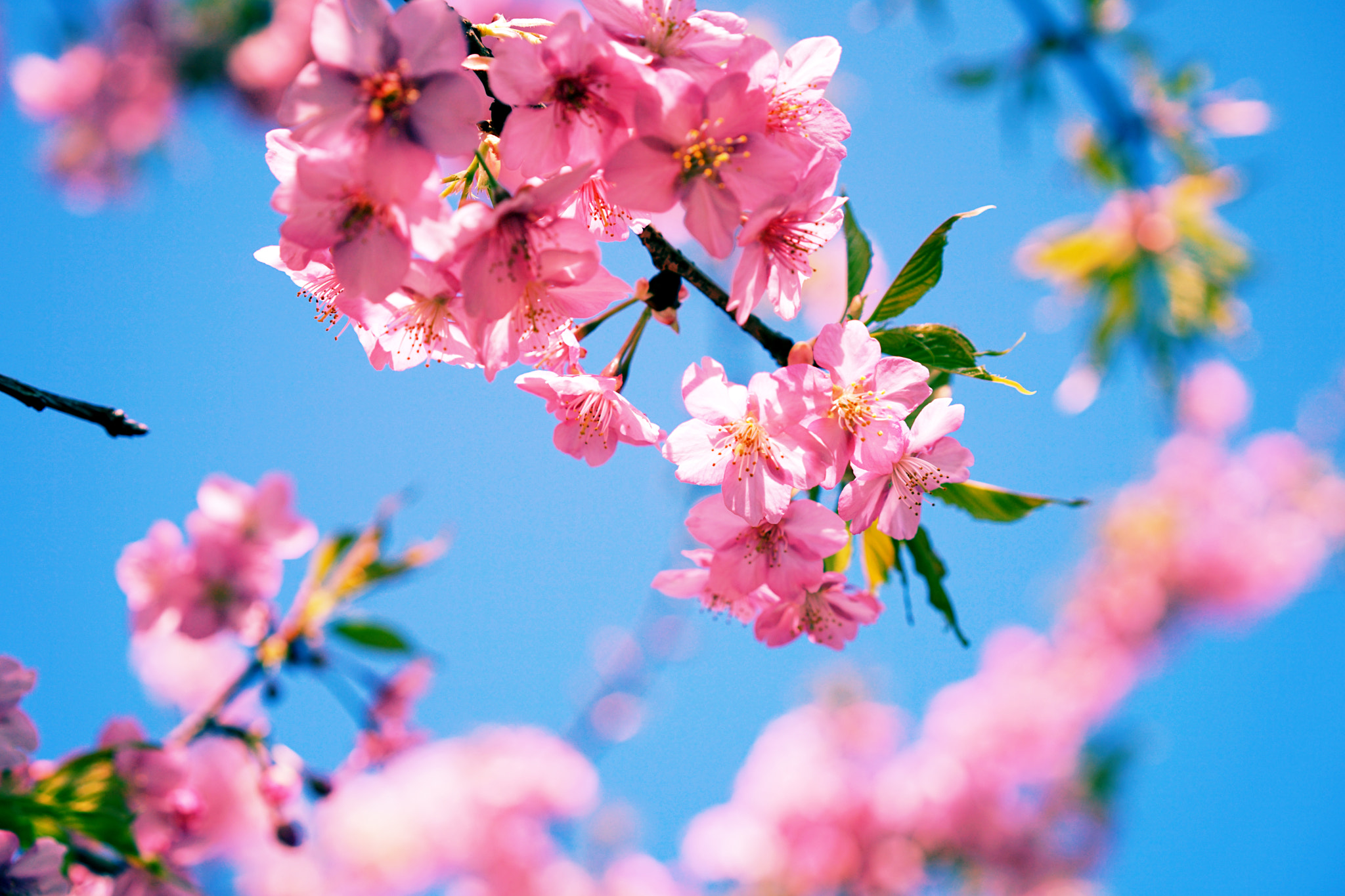 Sony a7 II + Sony Sonnar T* FE 55mm F1.8 ZA sample photo. Kawazu-zakura cherry blossom3 photography