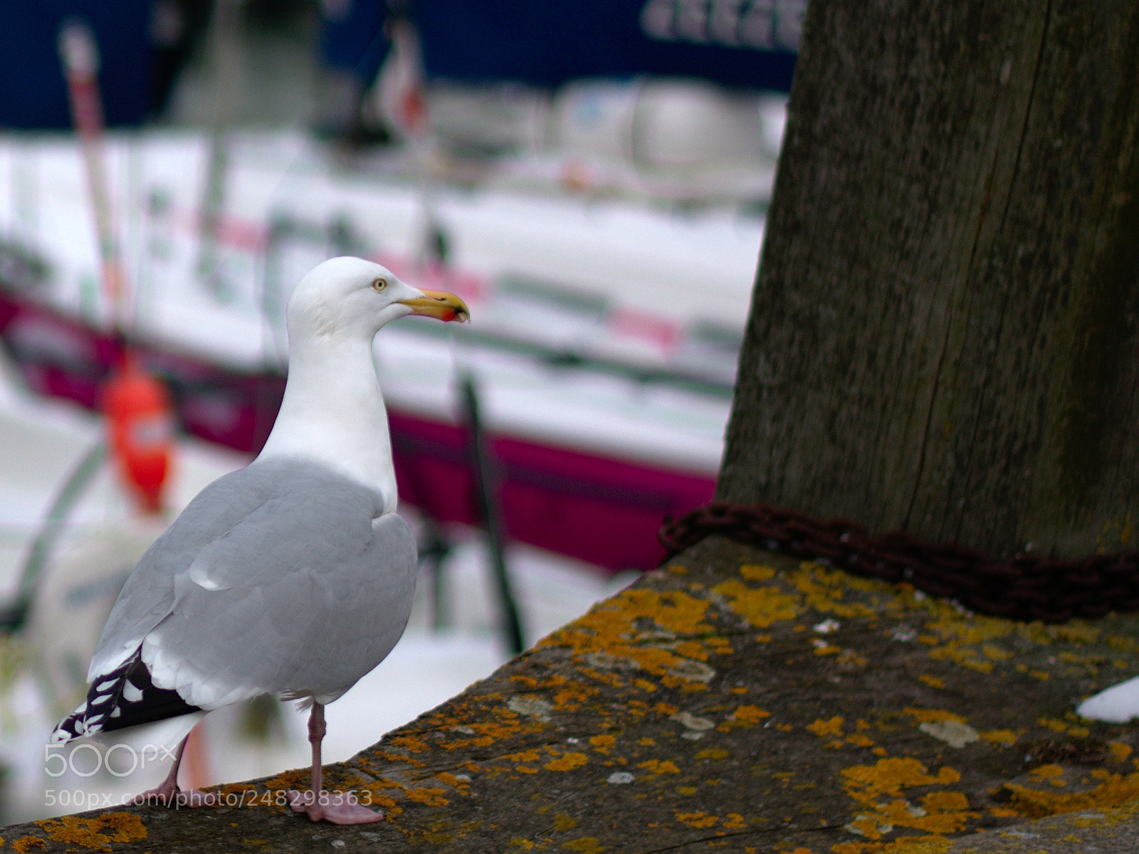 Nikon D3400 sample photo. Seagull photography