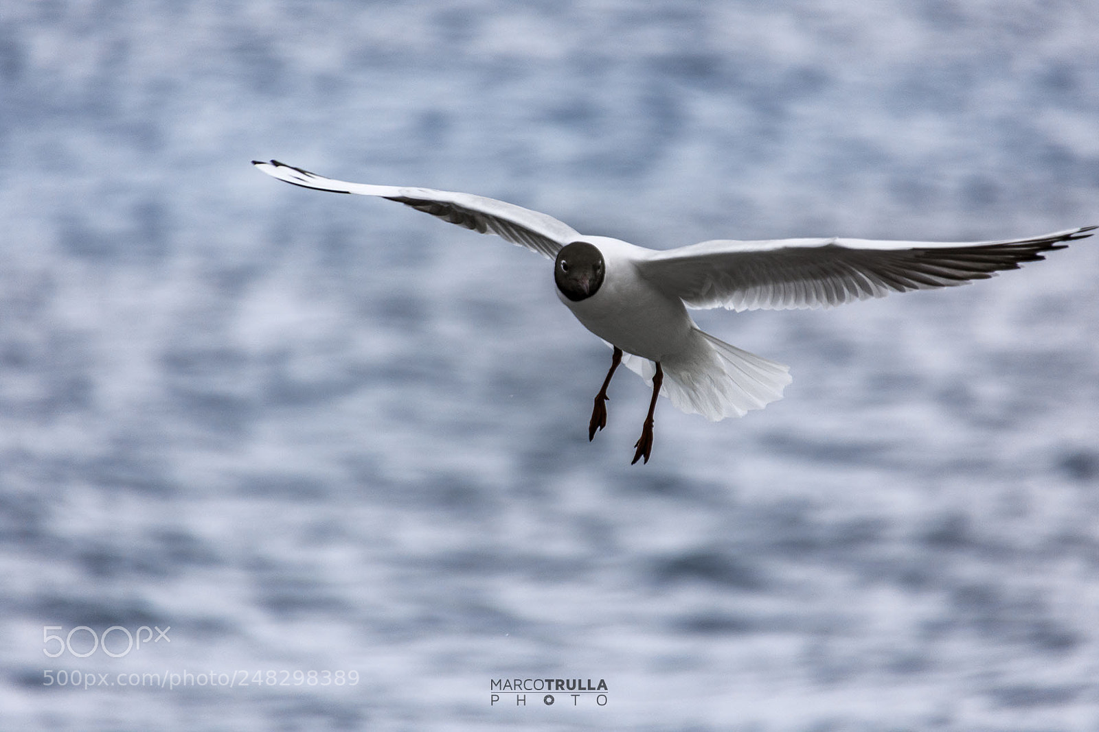 Nikon D7200 sample photo. The seagull photography